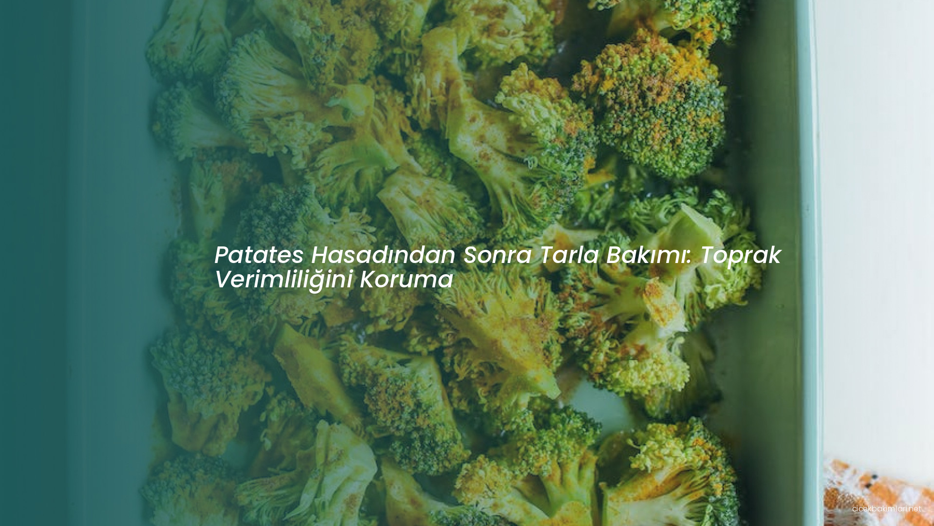 Patates Hasadından Sonra Tarla Bakımı: Toprak Verimliliğini Koruma