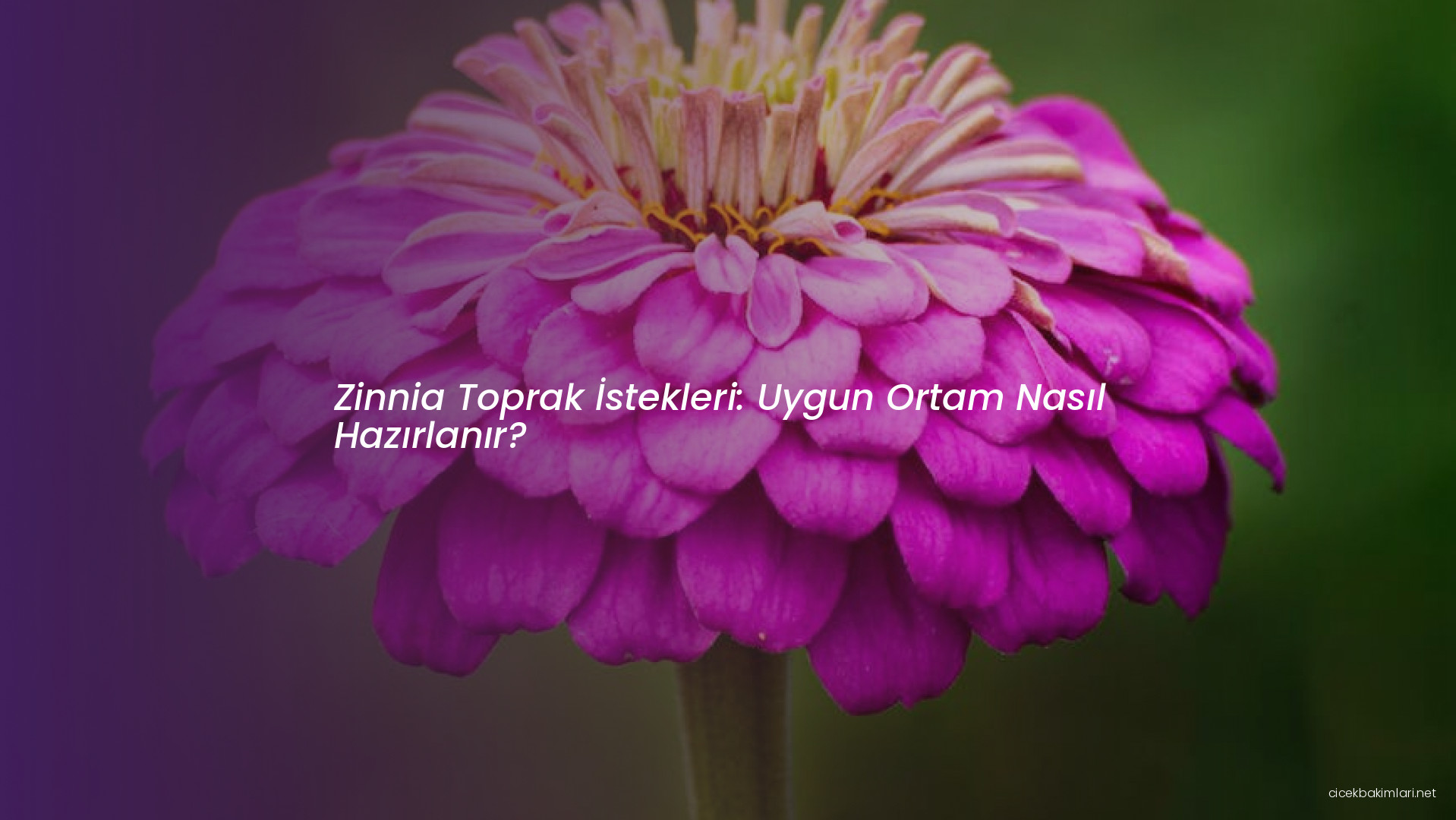 Zinnia Toprak İstekleri: Uygun Ortam Nasıl Hazırlanır?