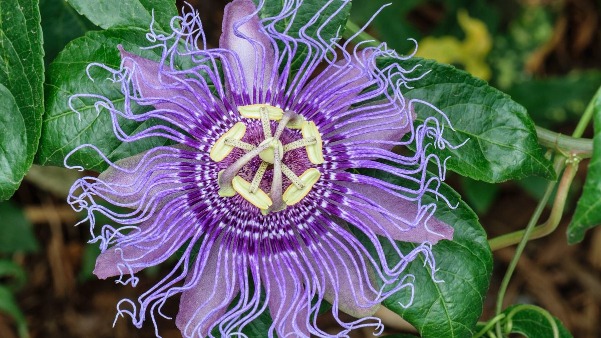 Passiflora bitkisi genellikle tohumlarla, çelikle
