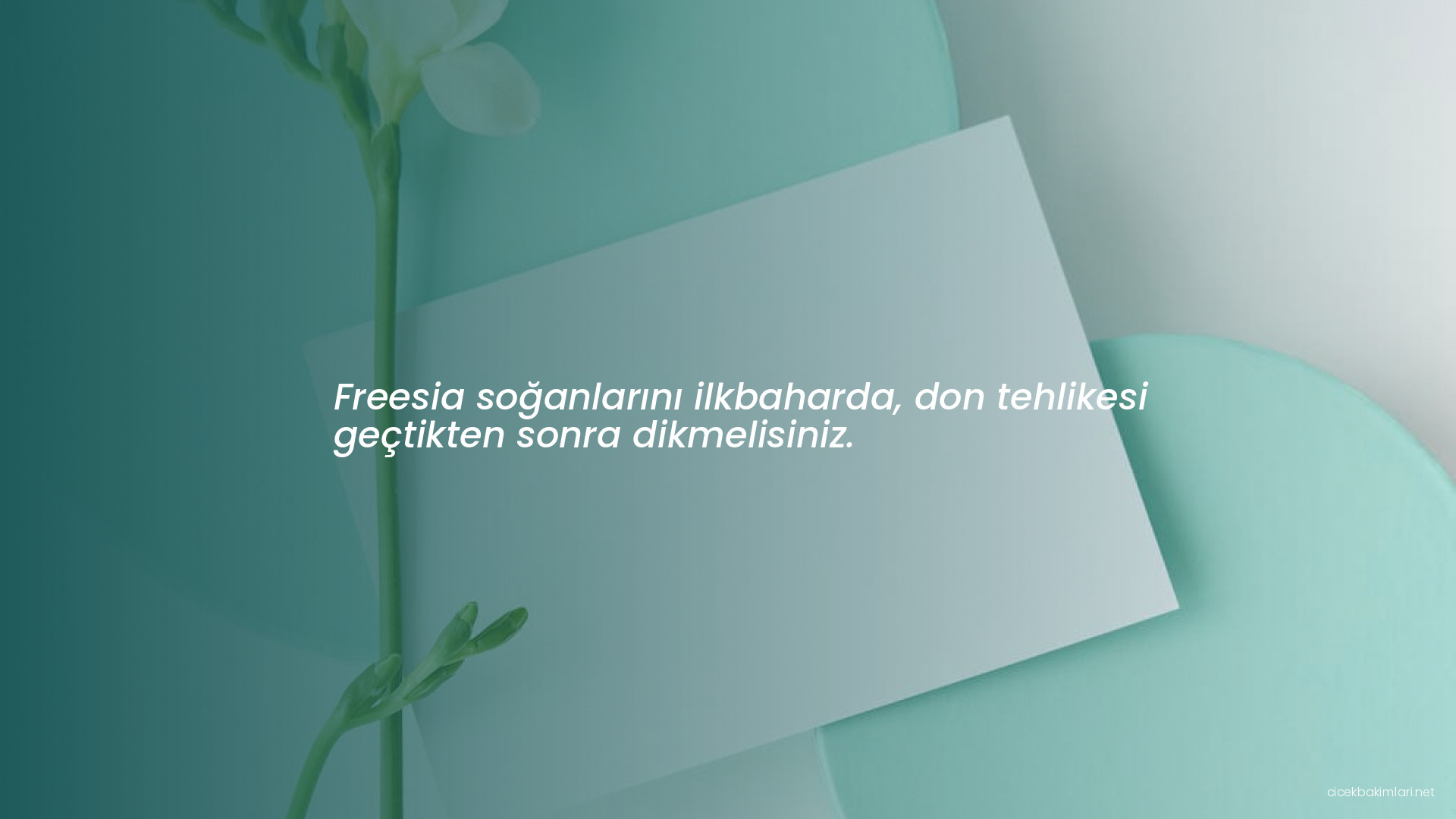 Freesia soğanlarını ilkbaharda, don tehlikesi geçtikten sonra dikmelisiniz.