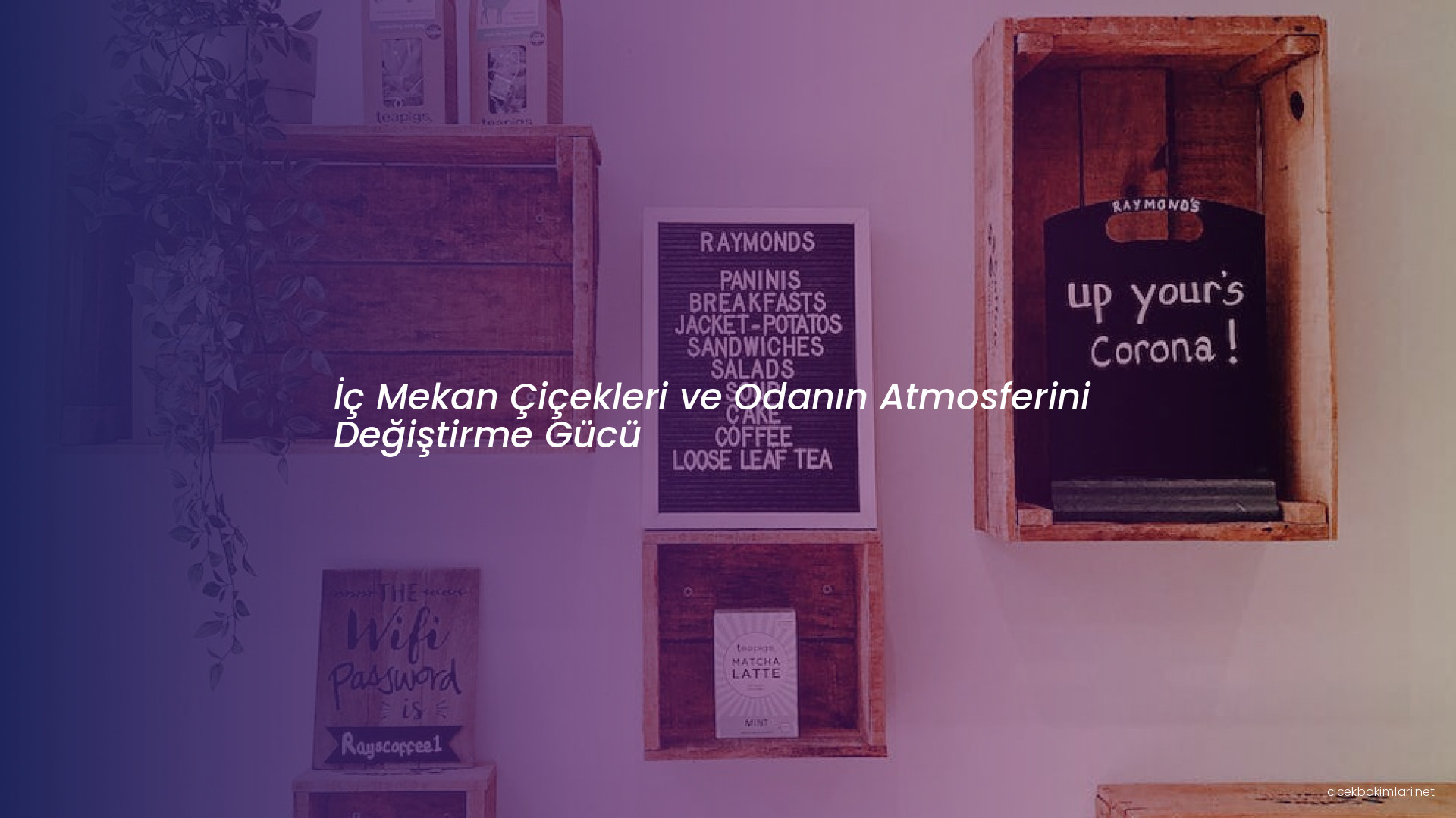 İç Mekan Çiçekleri ve Odanın Atmosferini Değiştirme Gücü