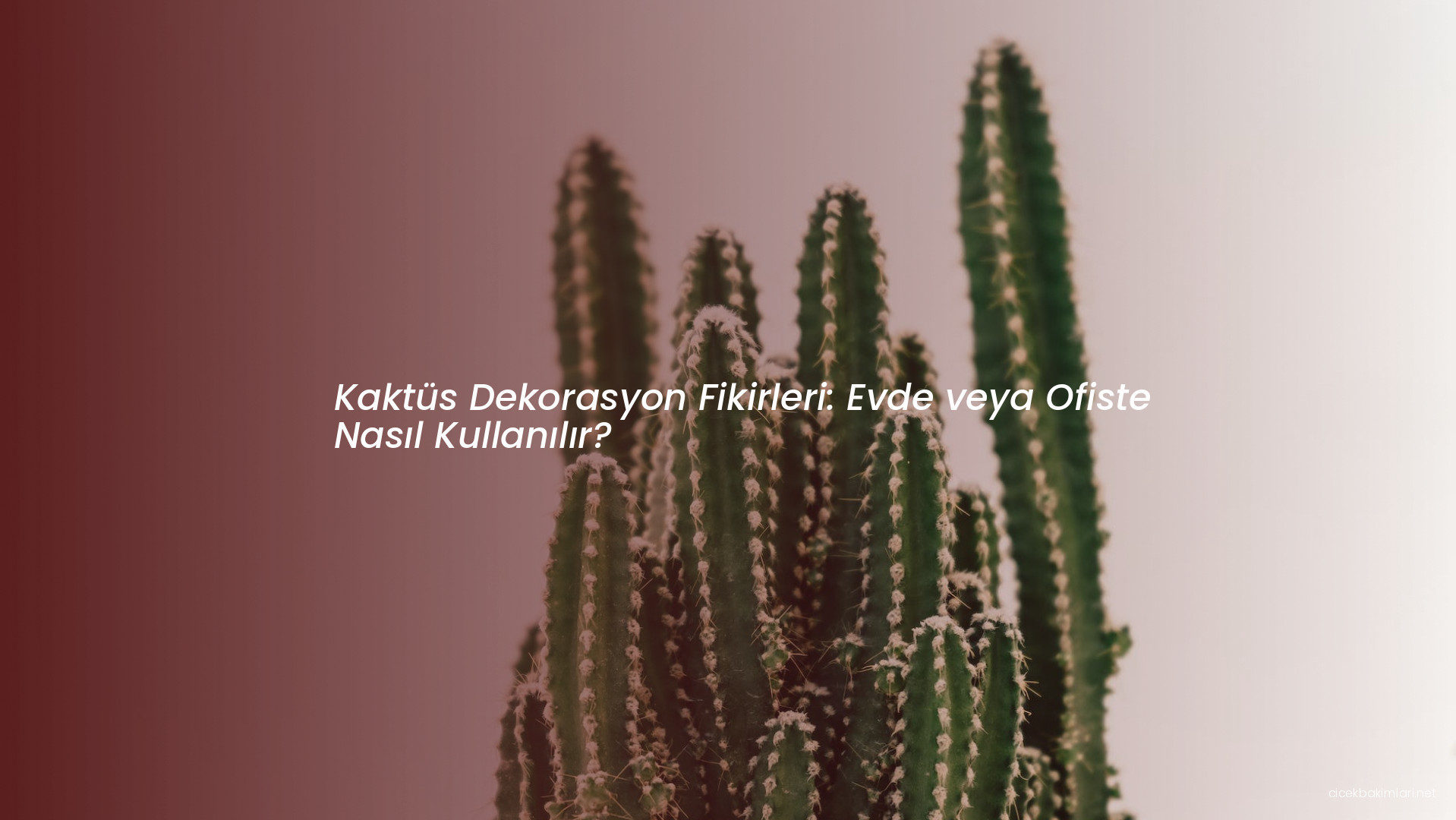Kaktüs Dekorasyon Fikirleri: Evde veya Ofiste Nasıl Kullanılır?
