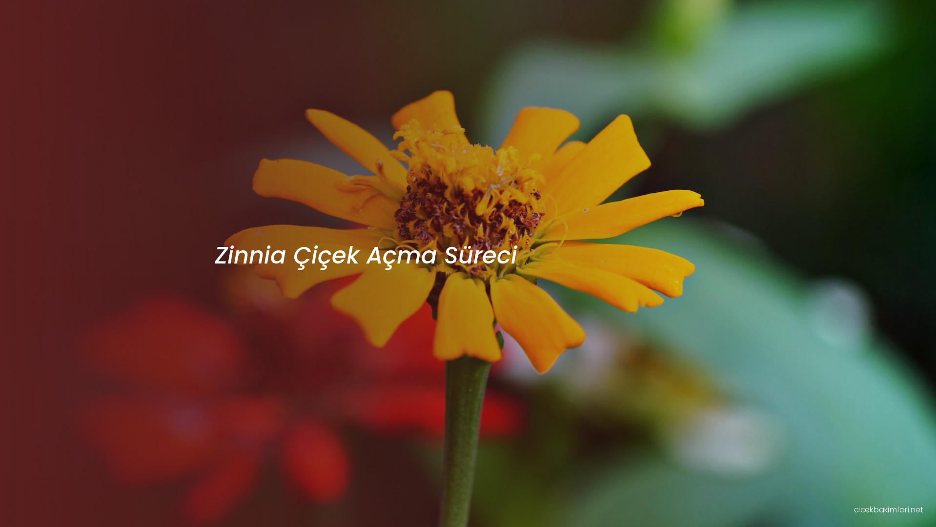 Zinnia Çiçek Açma Süreci