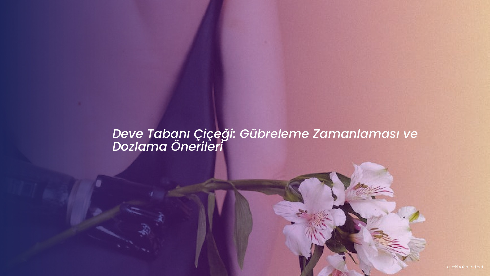 Deve Tabanı Çiçeği: Gübreleme Zamanlaması ve Dozlama Önerileri