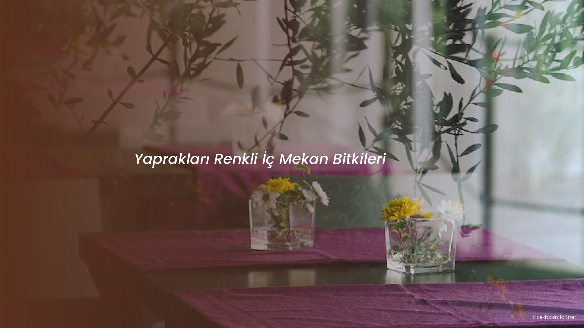 Yaprakları Renkli İç Mekan Bitkileri