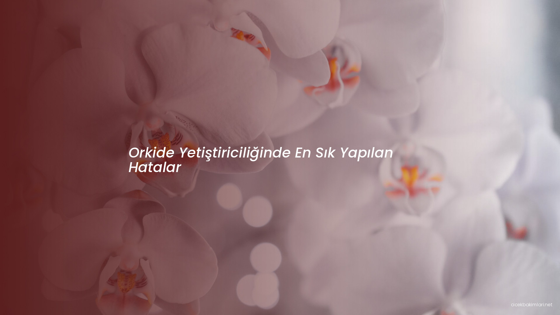 Orkide Yetiştiriciliğinde En Sık Yapılan Hatalar