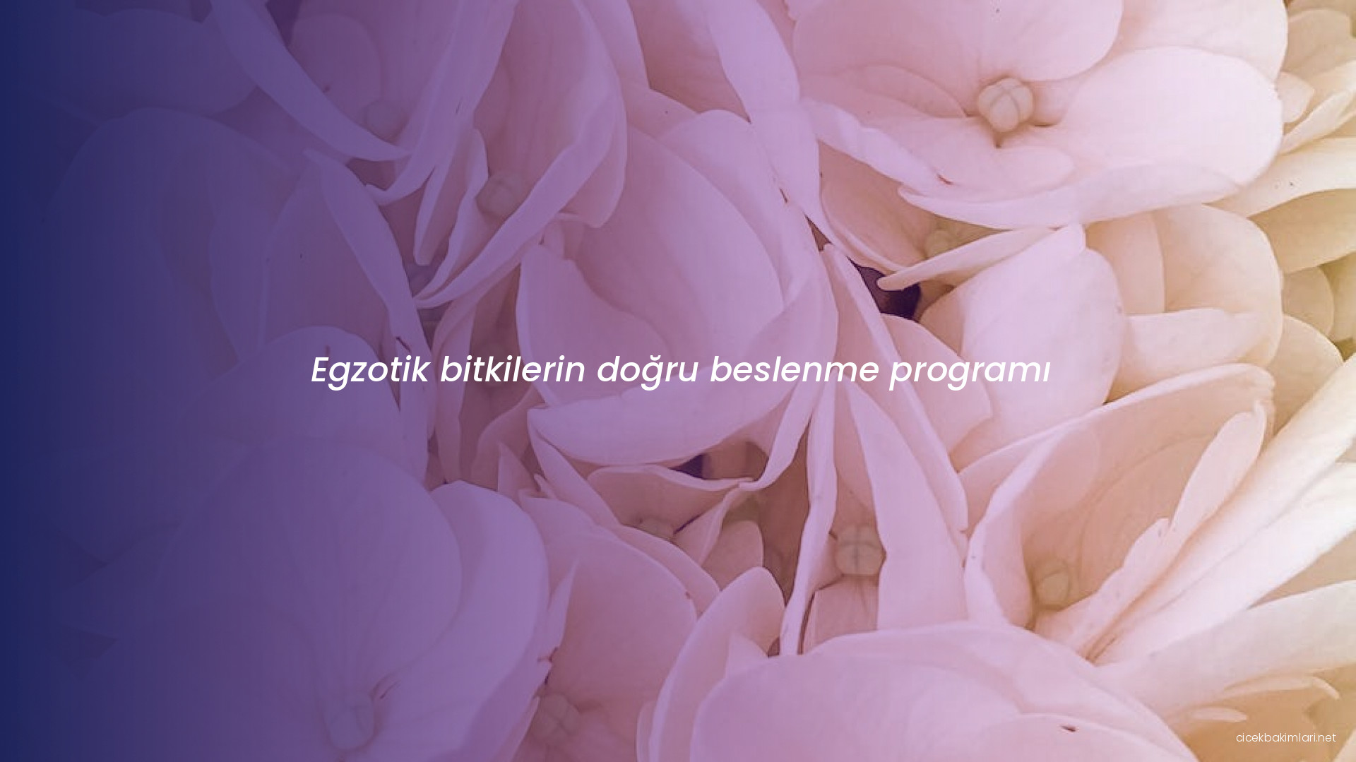 Egzotik bitkilerin doğru beslenme programı