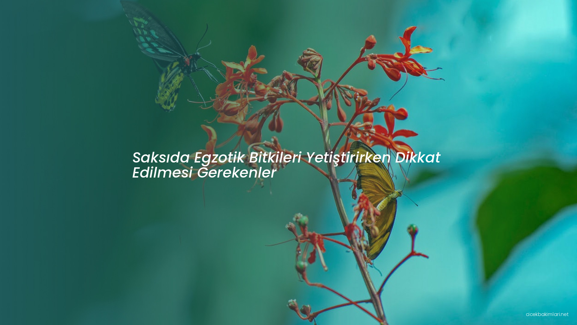 Saksıda Egzotik Bitkileri Yetiştirirken Dikkat Edilmesi Gerekenler