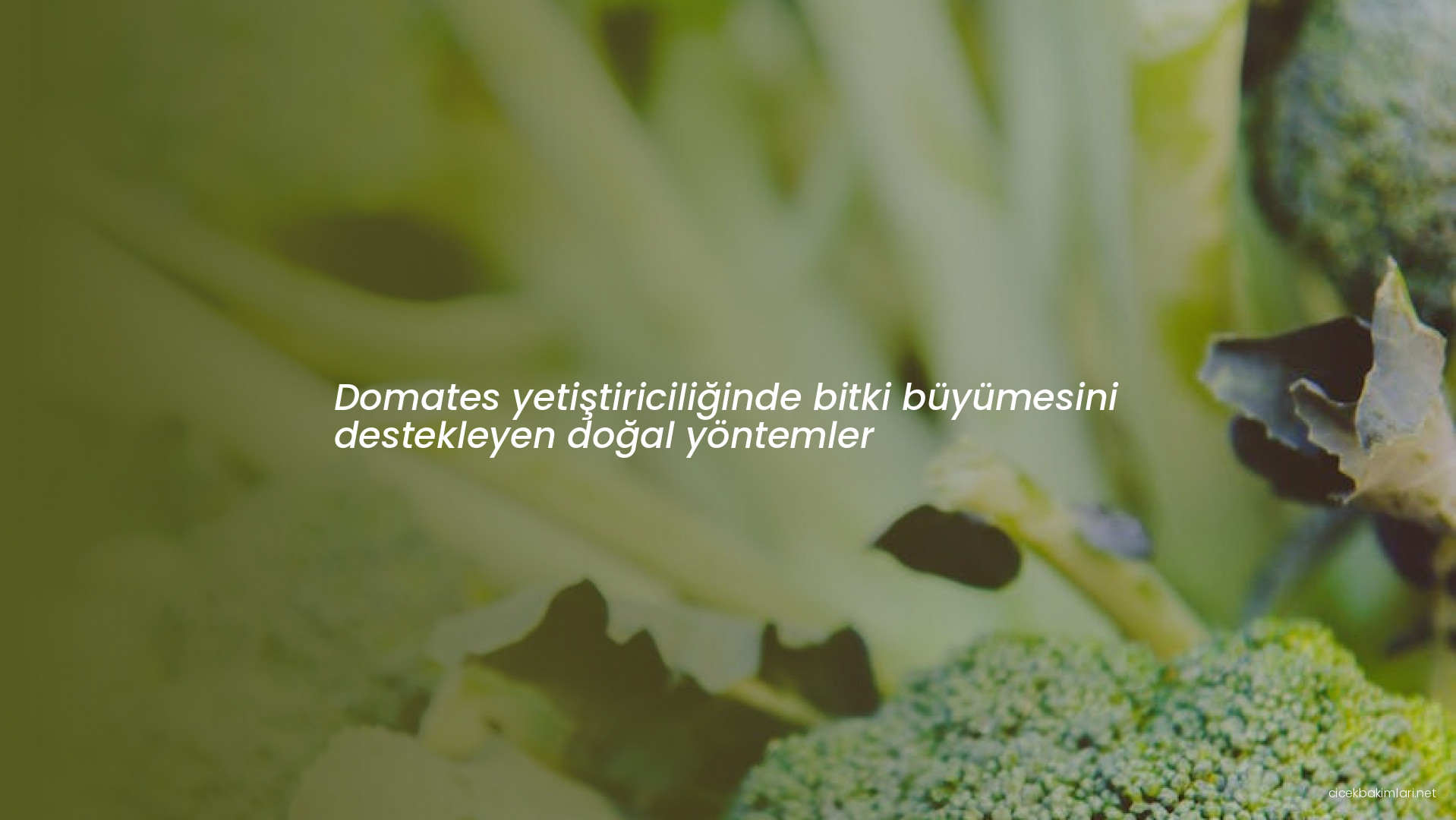 Domates yetiştiriciliğinde bitki büyümesini destekleyen doğal yöntemler