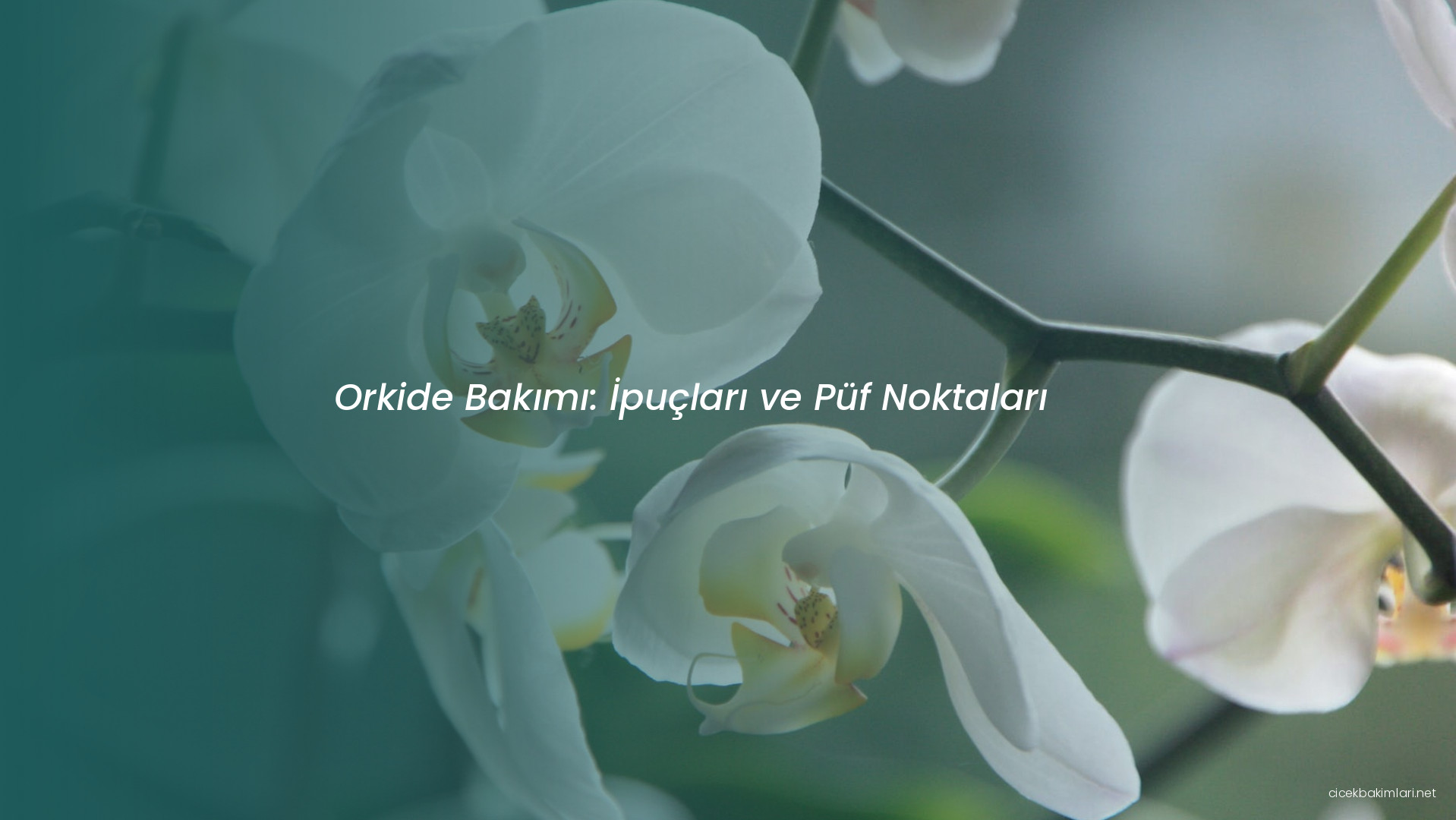 Orkide Bakımı: İpuçları ve Püf Noktaları