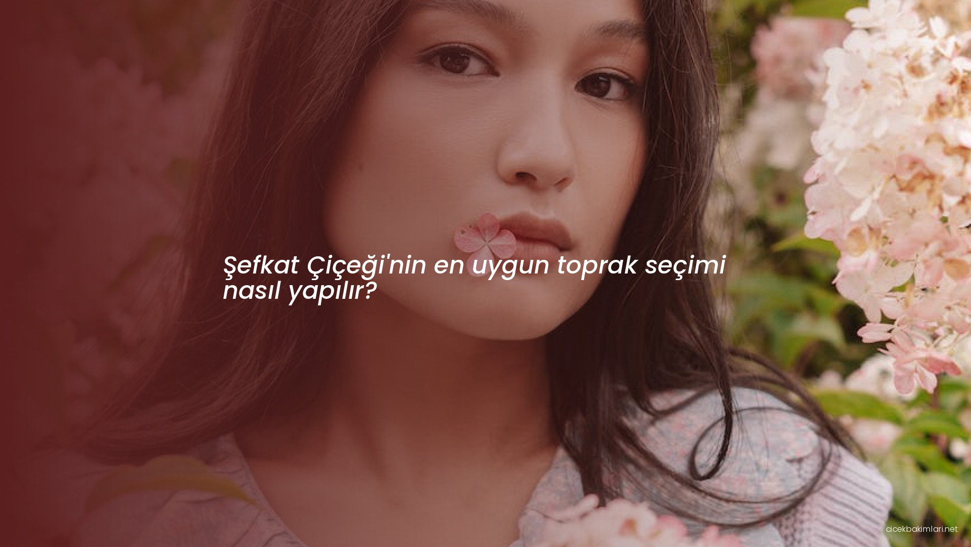 Şefkat Çiçeği'nin en uygun toprak seçimi nasıl yapılır?