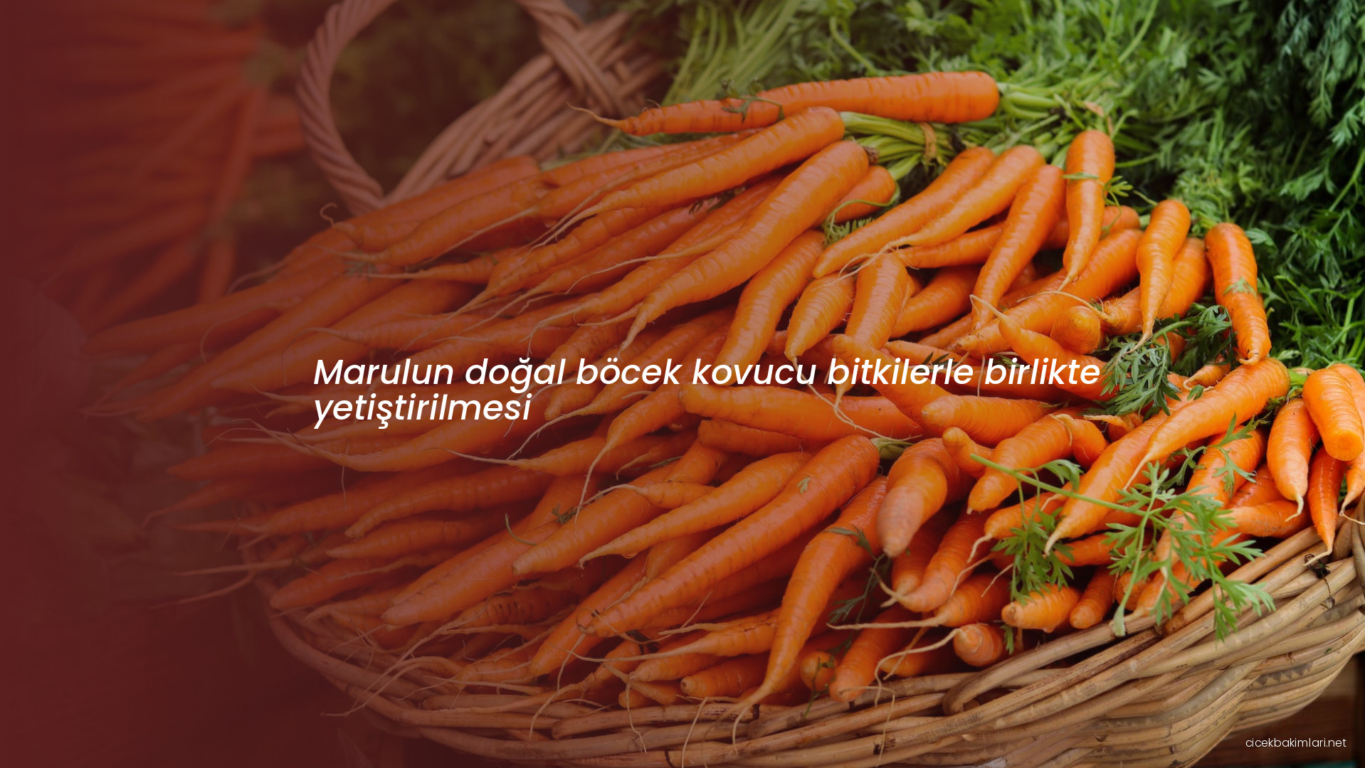 Marulun doğal böcek kovucu bitkilerle birlikte yetiştirilmesi