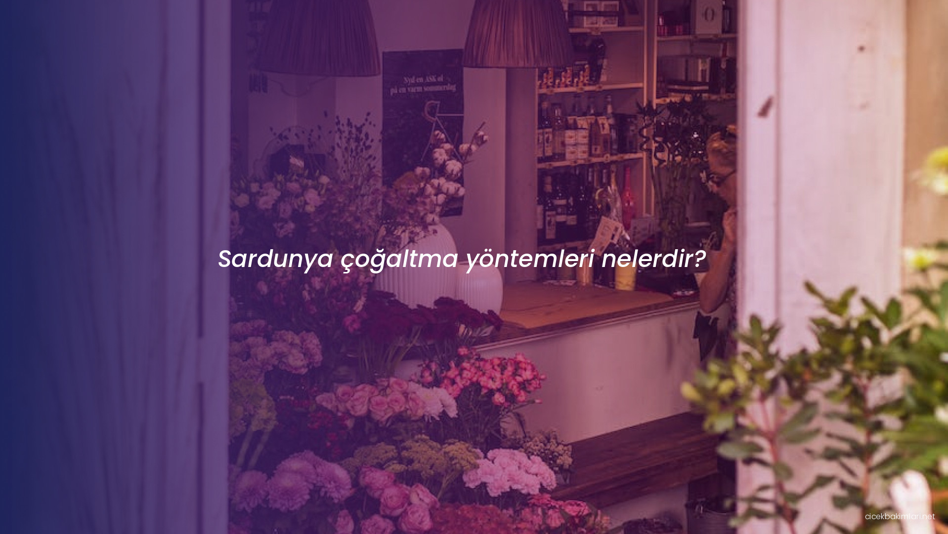 Sardunya çoğaltma yöntemleri nelerdir?