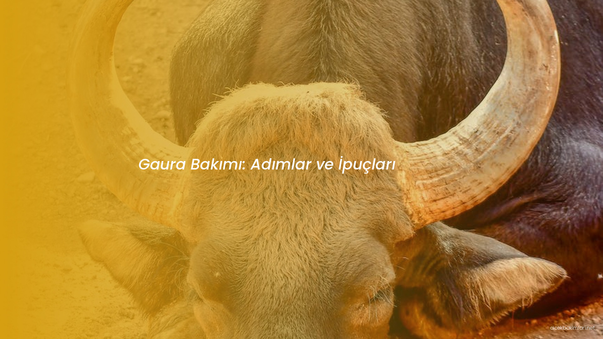 Gaura Bakımı: Adımlar ve İpuçları