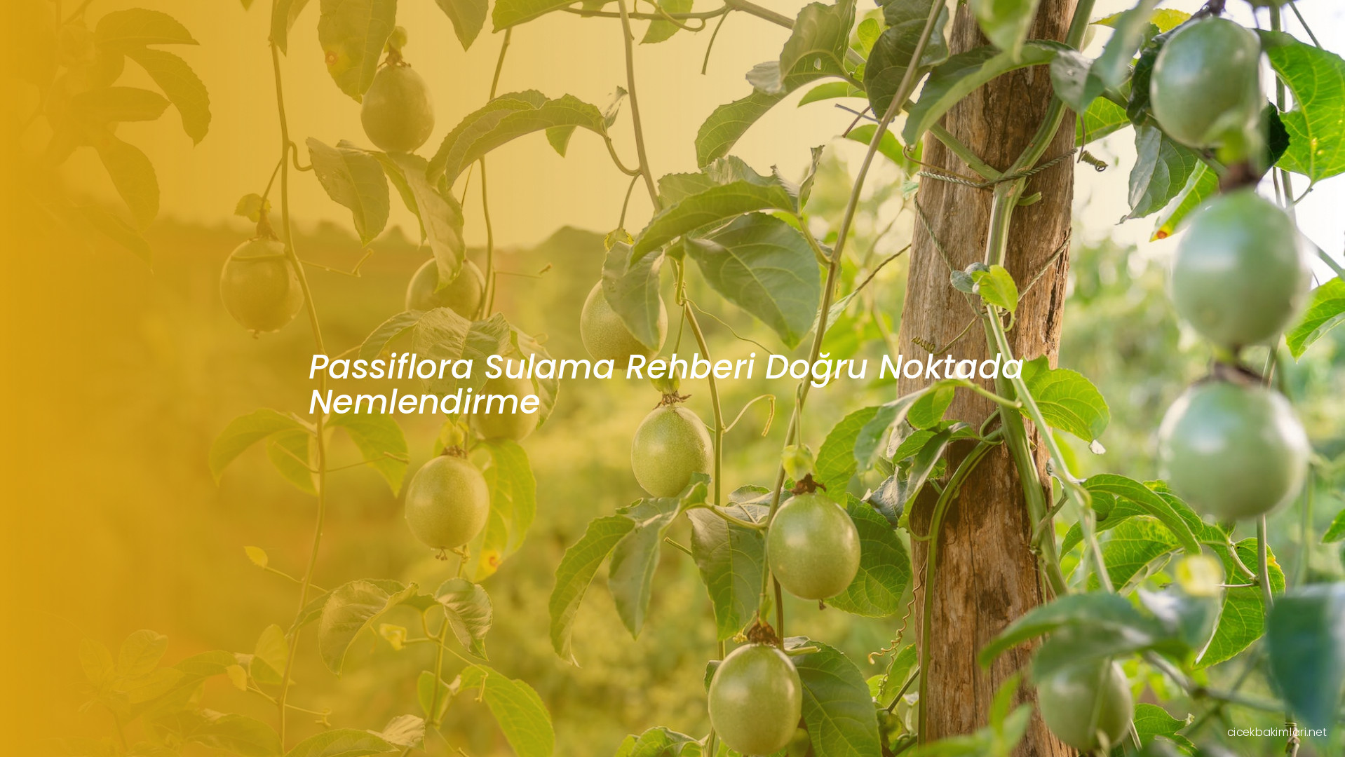 Passiflora Sulama Rehberi Doğru Noktada Nemlendirme