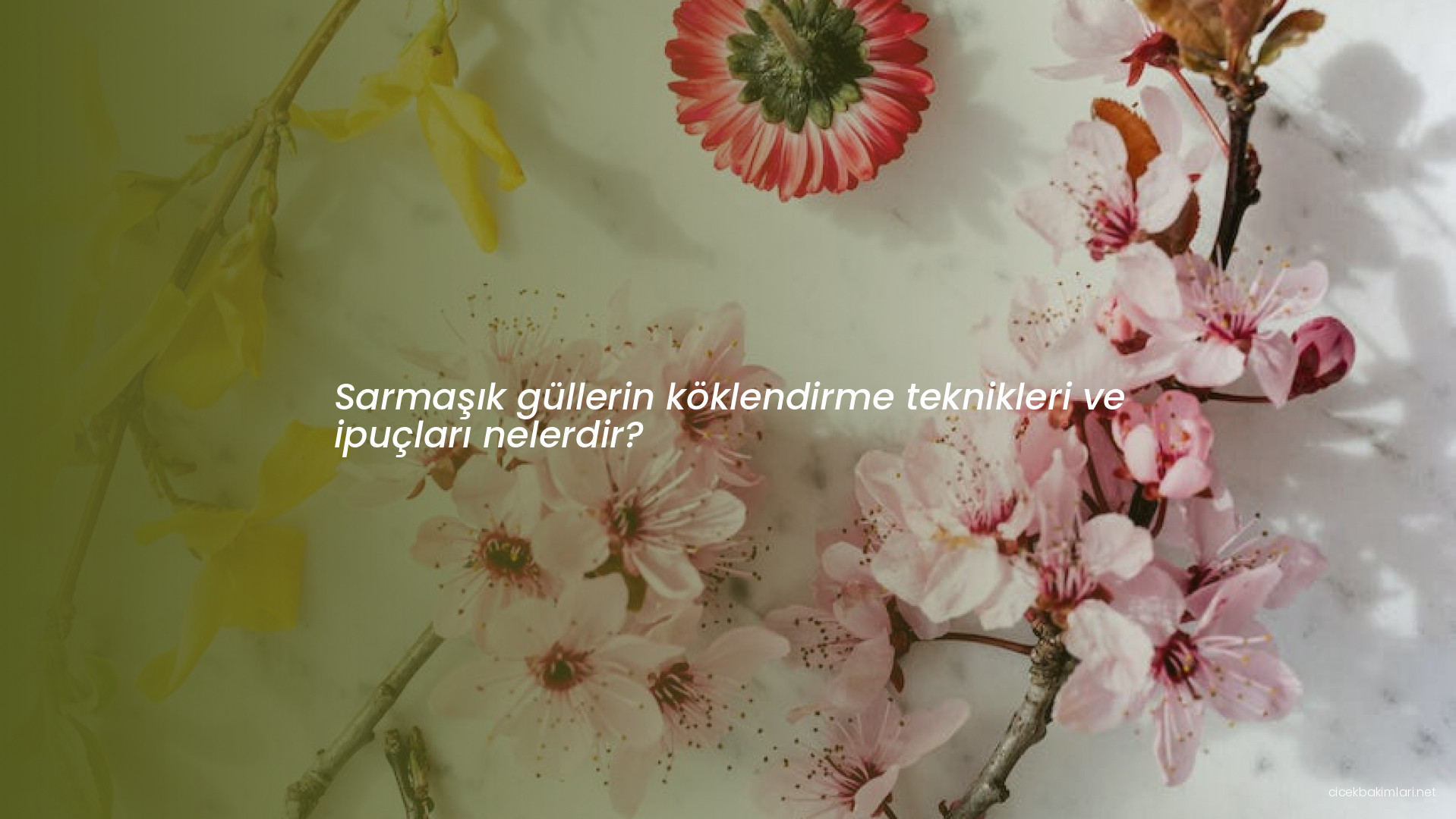 Sarmaşık güllerin köklendirme teknikleri ve ipuçları nelerdir?