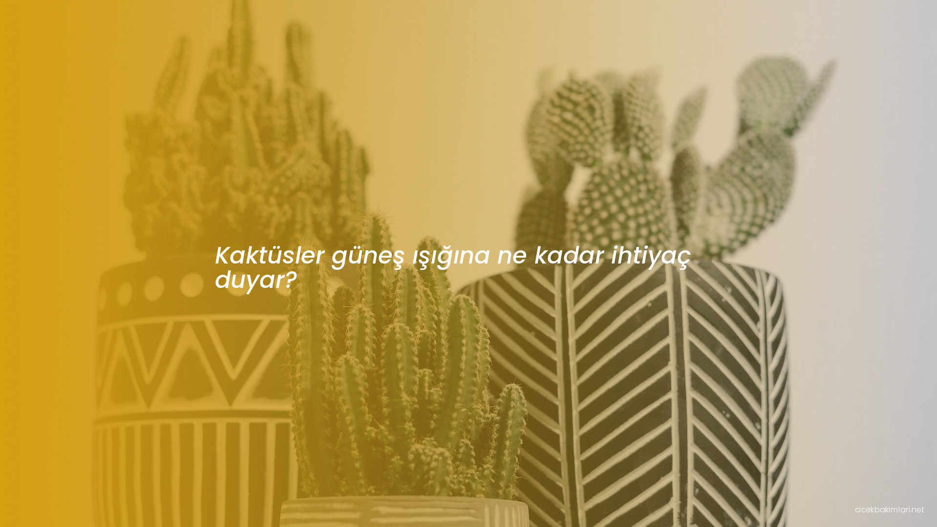 Kaktüsler güneş ışığına ne kadar ihtiyaç duyar?