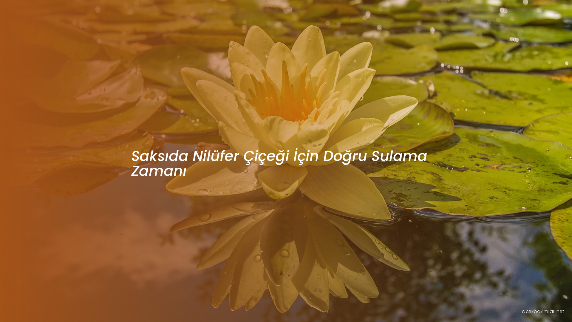 Saksıda Nilüfer Çiçeği İçin Doğru Sulama Zamanı