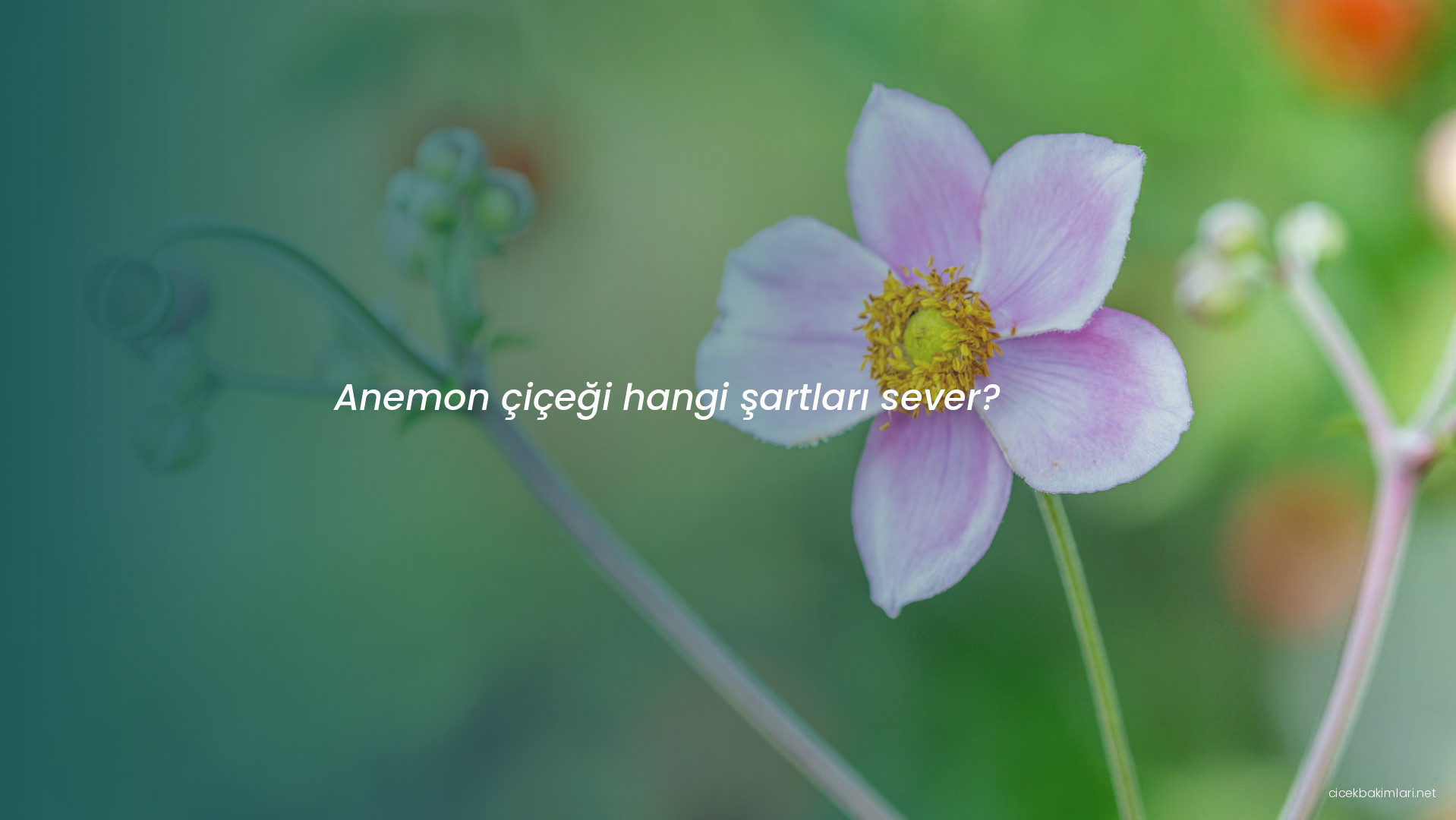 Anemon çiçeği hangi şartları sever?
