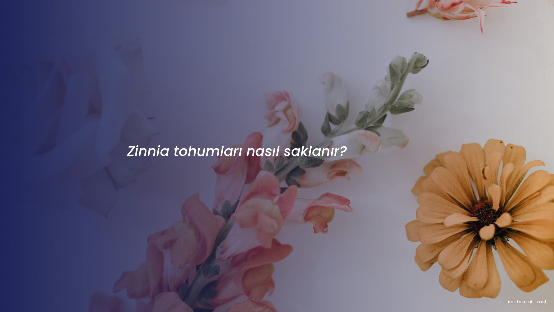 Zinnia tohumları nasıl saklanır?