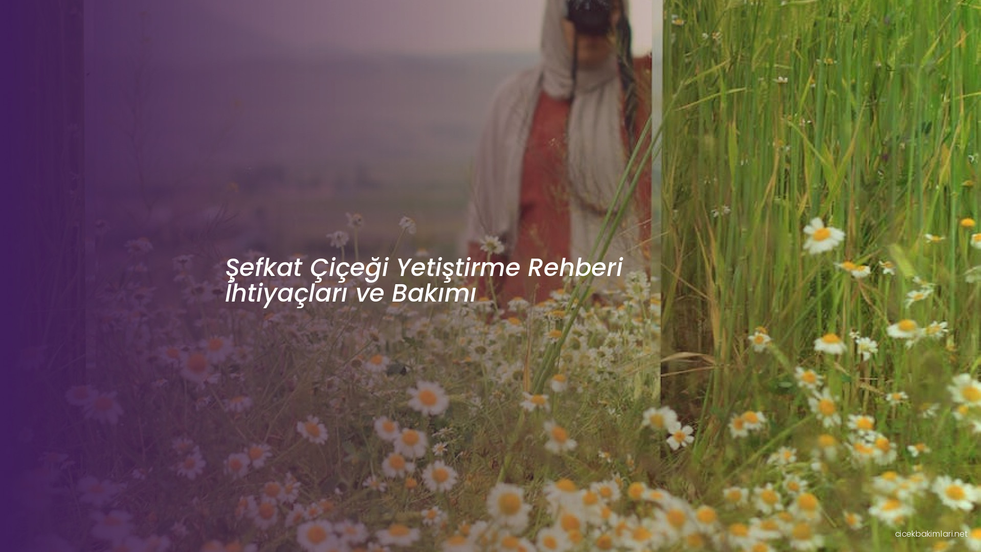 Şefkat Çiçeği Yetiştirme Rehberi İhtiyaçları ve Bakımı