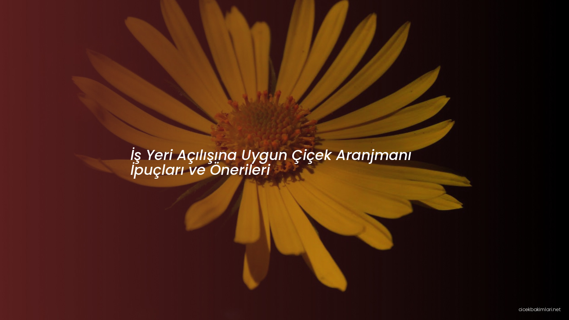 İş Yeri Açılışına Uygun Çiçek Aranjmanı İpuçları ve Önerileri