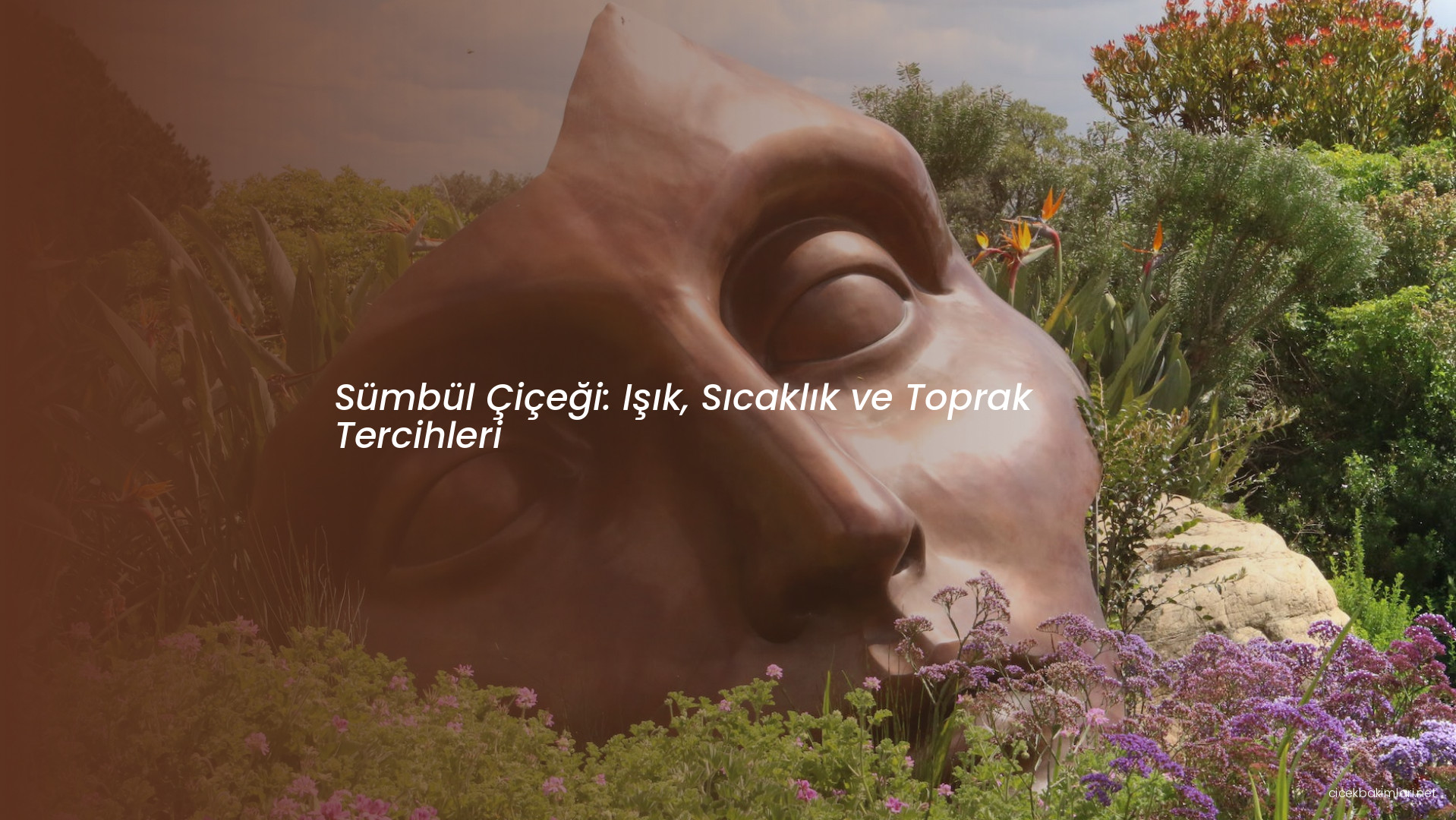 Sümbül Çiçeği: Işık, Sıcaklık ve Toprak Tercihleri