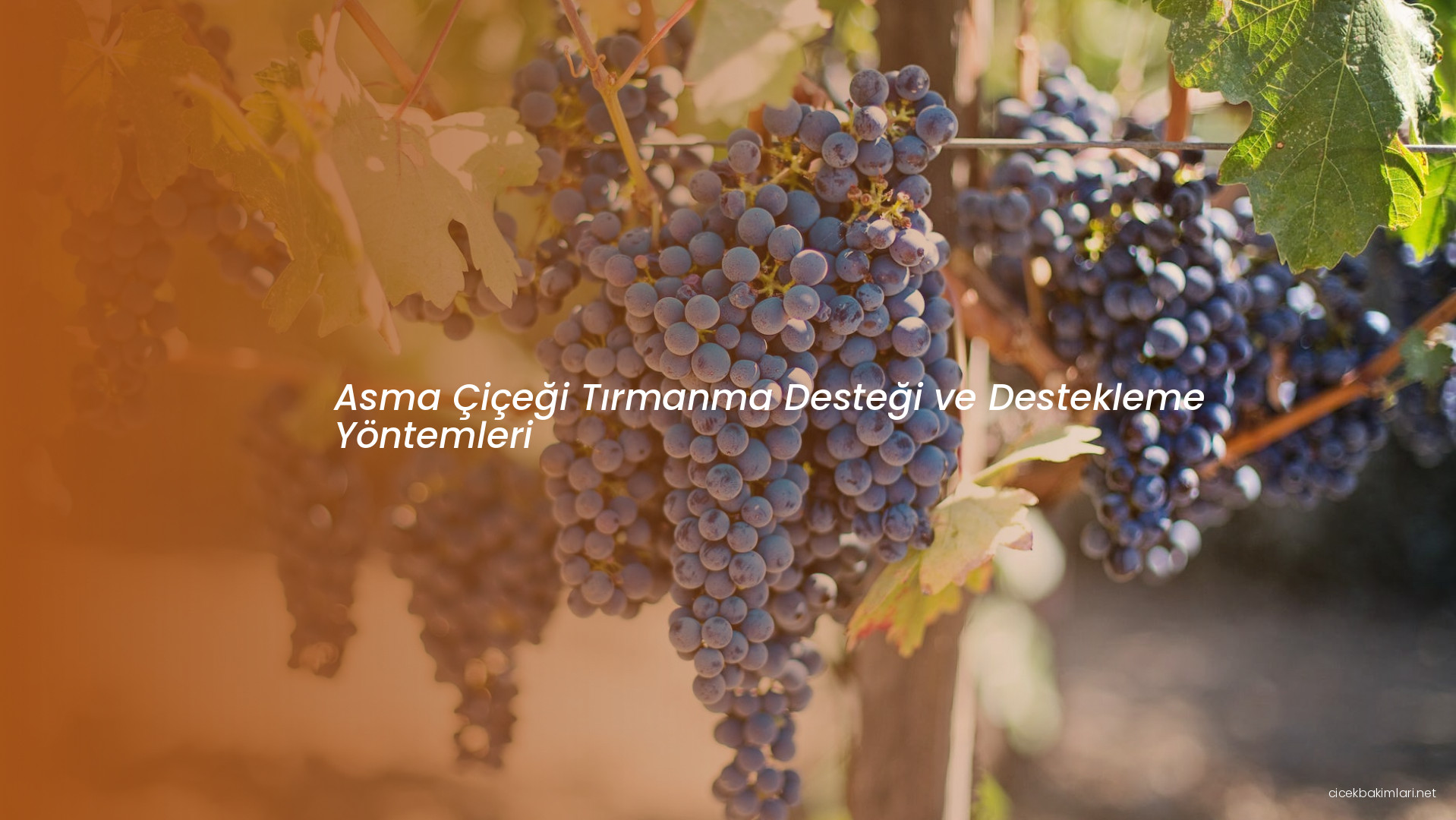 Asma Çiçeği Tırmanma Desteği ve Destekleme Yöntemleri