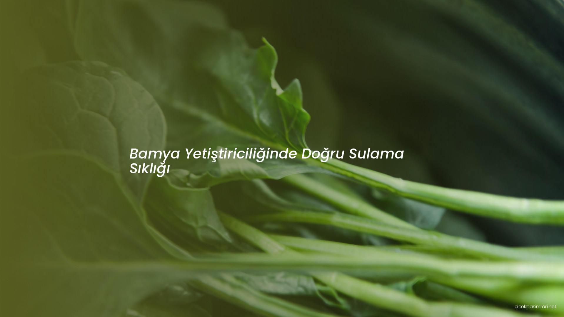 Bamya Yetiştiriciliğinde Doğru Sulama Sıklığı