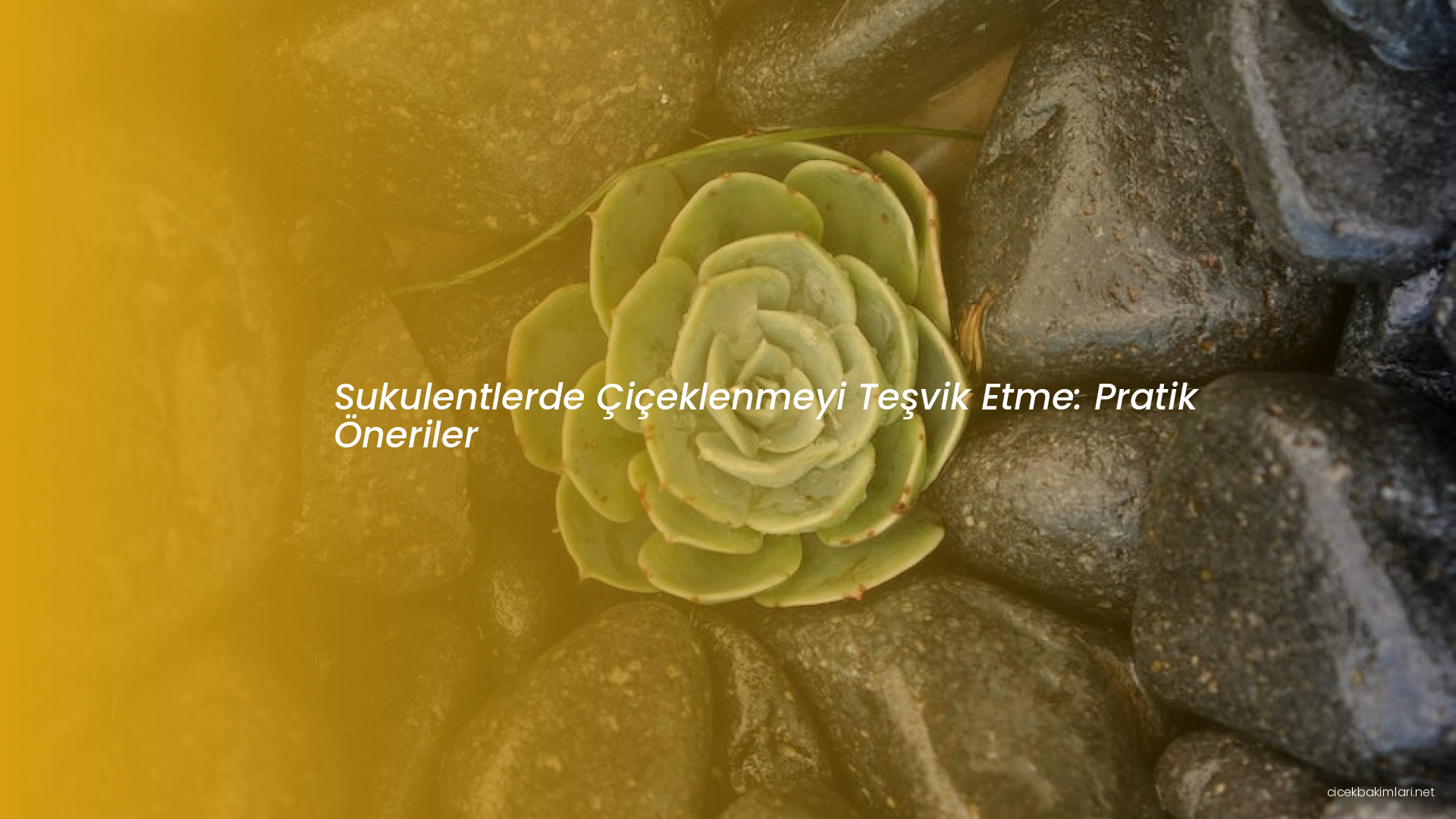 Sukulentlerde Çiçeklenmeyi Teşvik Etme: Pratik Öneriler