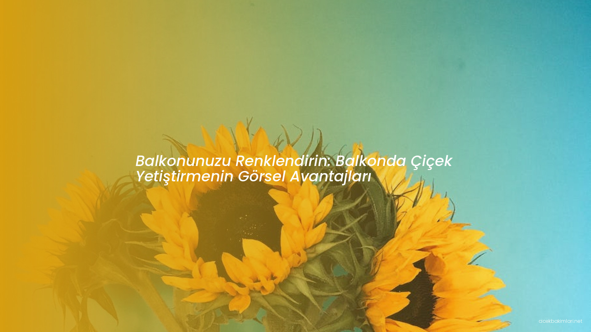 Balkonunuzu Renklendirin: Balkonda Çiçek Yetiştirmenin Görsel Avantajları