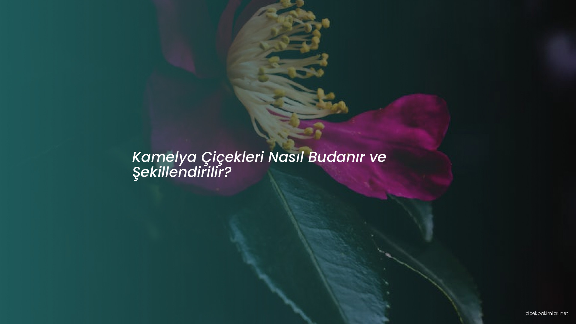 Kamelya Çiçekleri Nasıl Budanır ve Şekillendirilir?