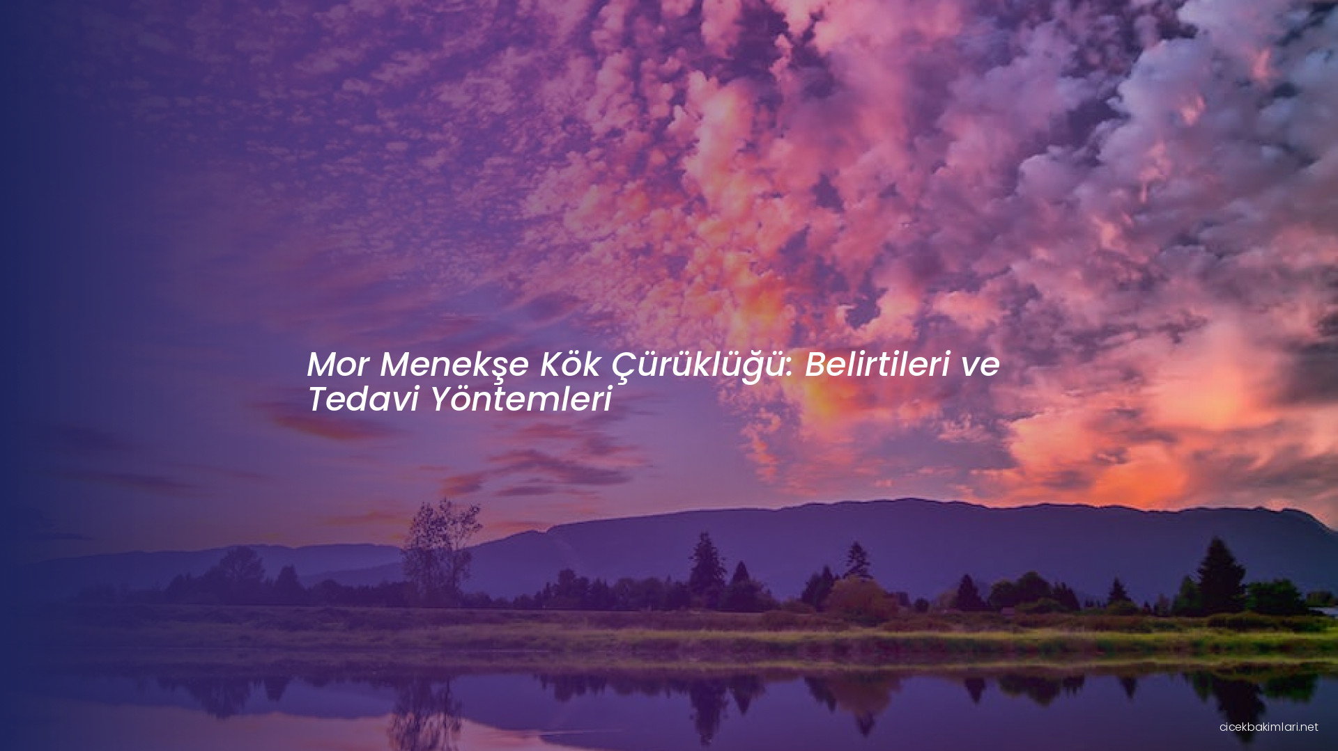 Mor Menekşe Kök Çürüklüğü: Belirtileri ve Tedavi Yöntemleri