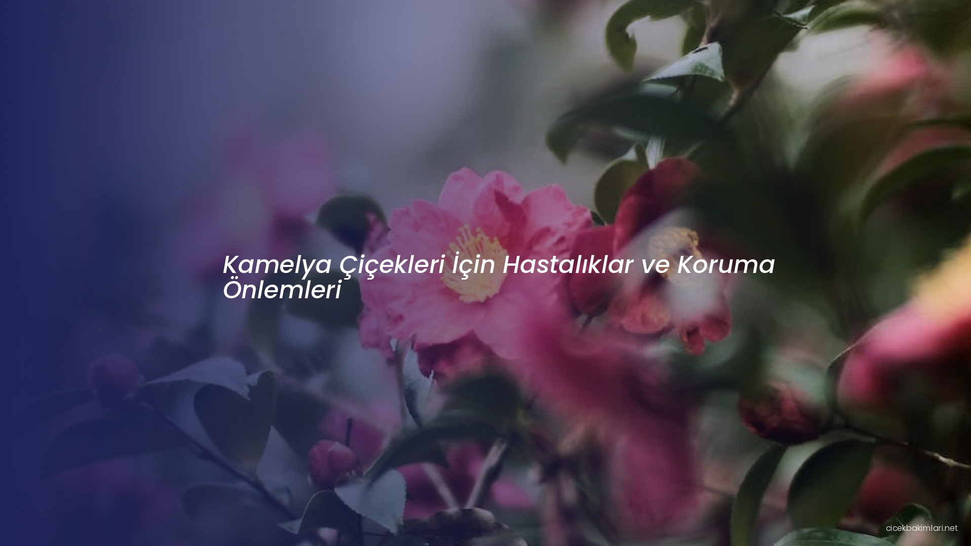 Kamelya Çiçekleri İçin Hastalıklar ve Koruma Önlemleri