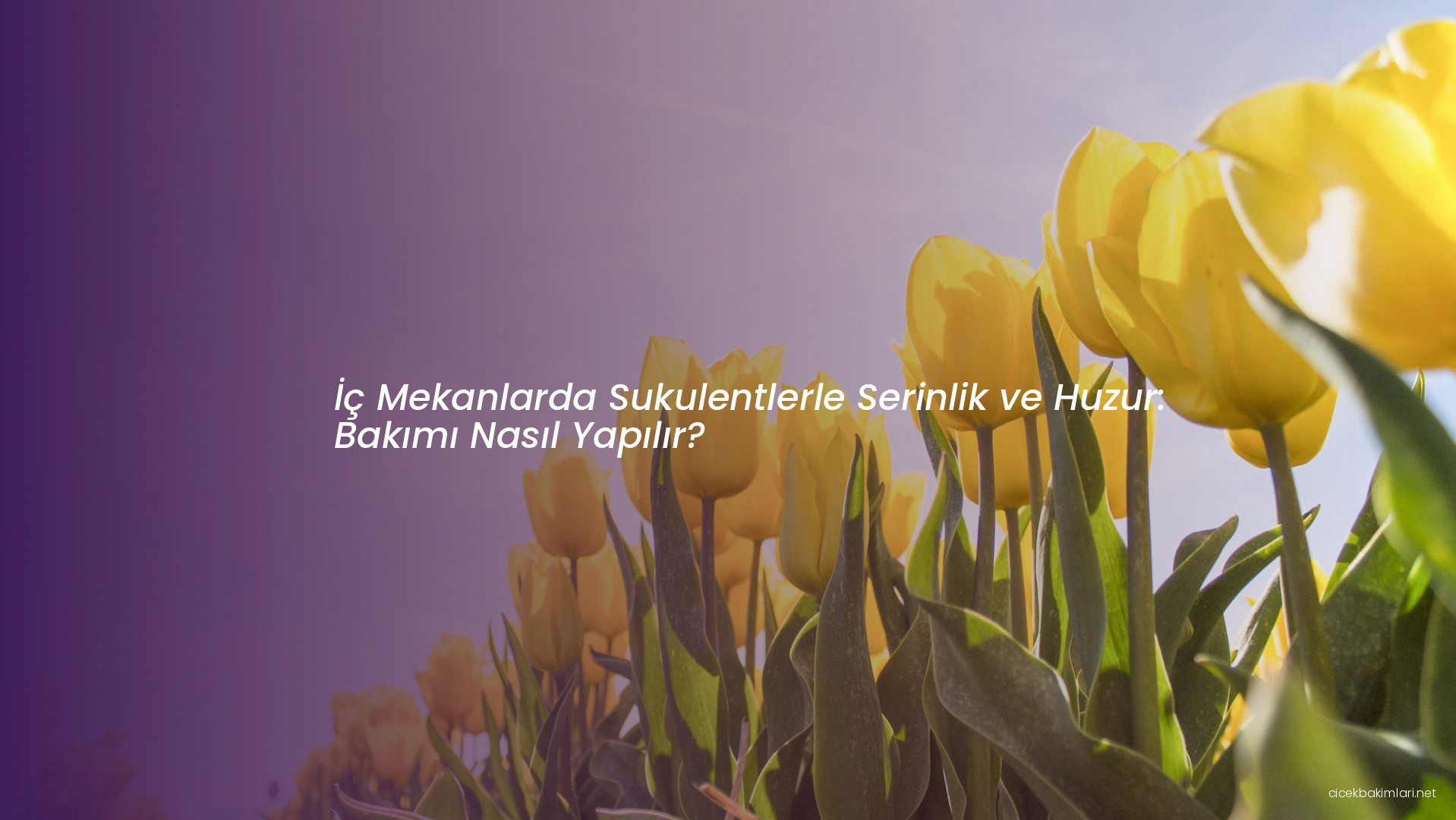 İç Mekanlarda Sukulentlerle Serinlik ve Huzur: Bakımı Nasıl Yapılır?