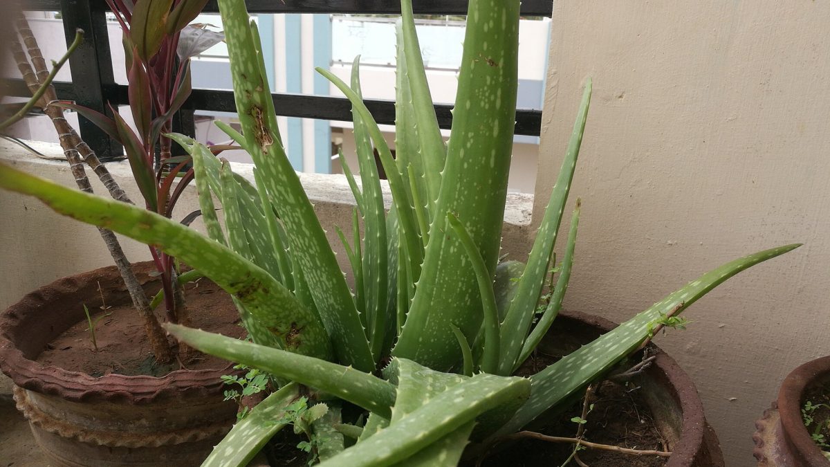 Aloe Vera Bitkisi: Tohumdan Yetiştirme ve Bakımı