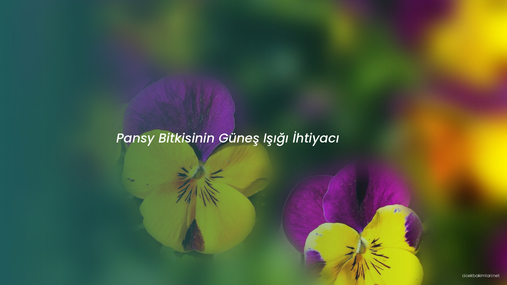 Pansy Bitkisinin Güneş Işığı İhtiyacı