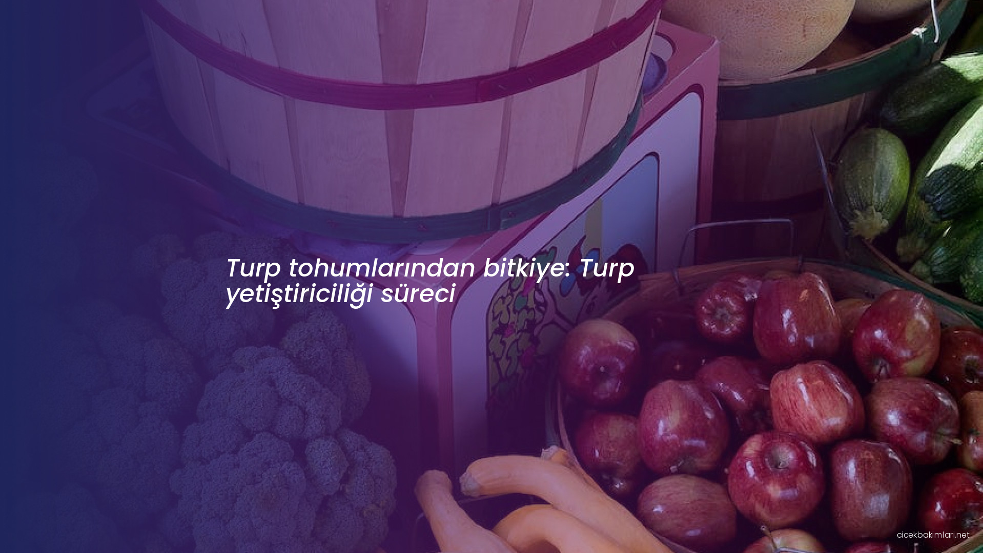 Turp tohumlarından bitkiye: Turp yetiştiriciliği süreci