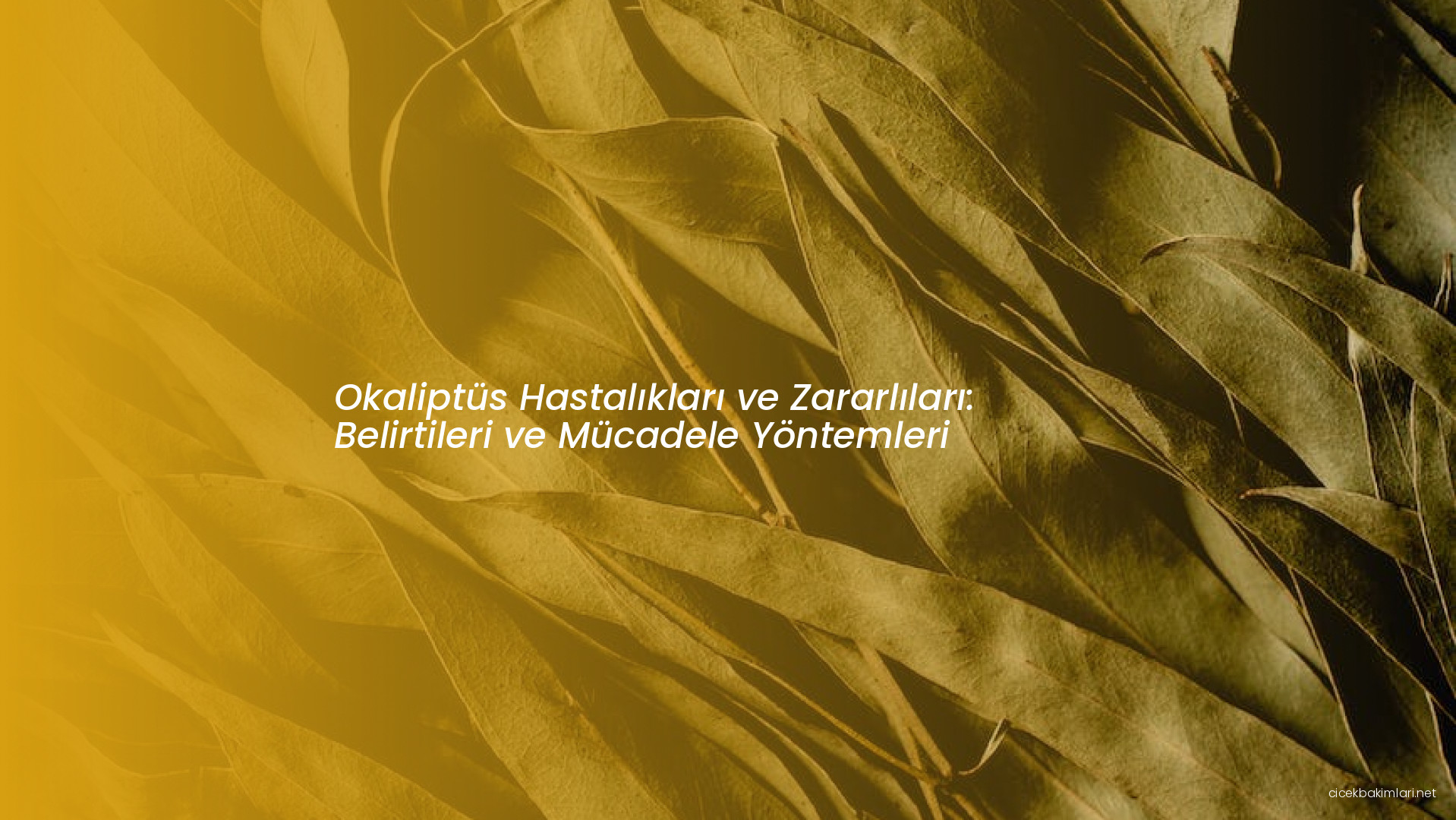 Okaliptüs Hastalıkları ve Zararlıları: Belirtileri ve Mücadele Yöntemleri