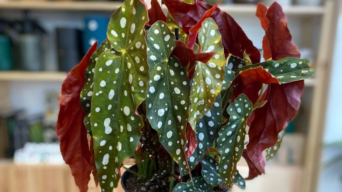 Lüks Tasarım Çiçeklerin Eşsiz Aroması ve Etkisi