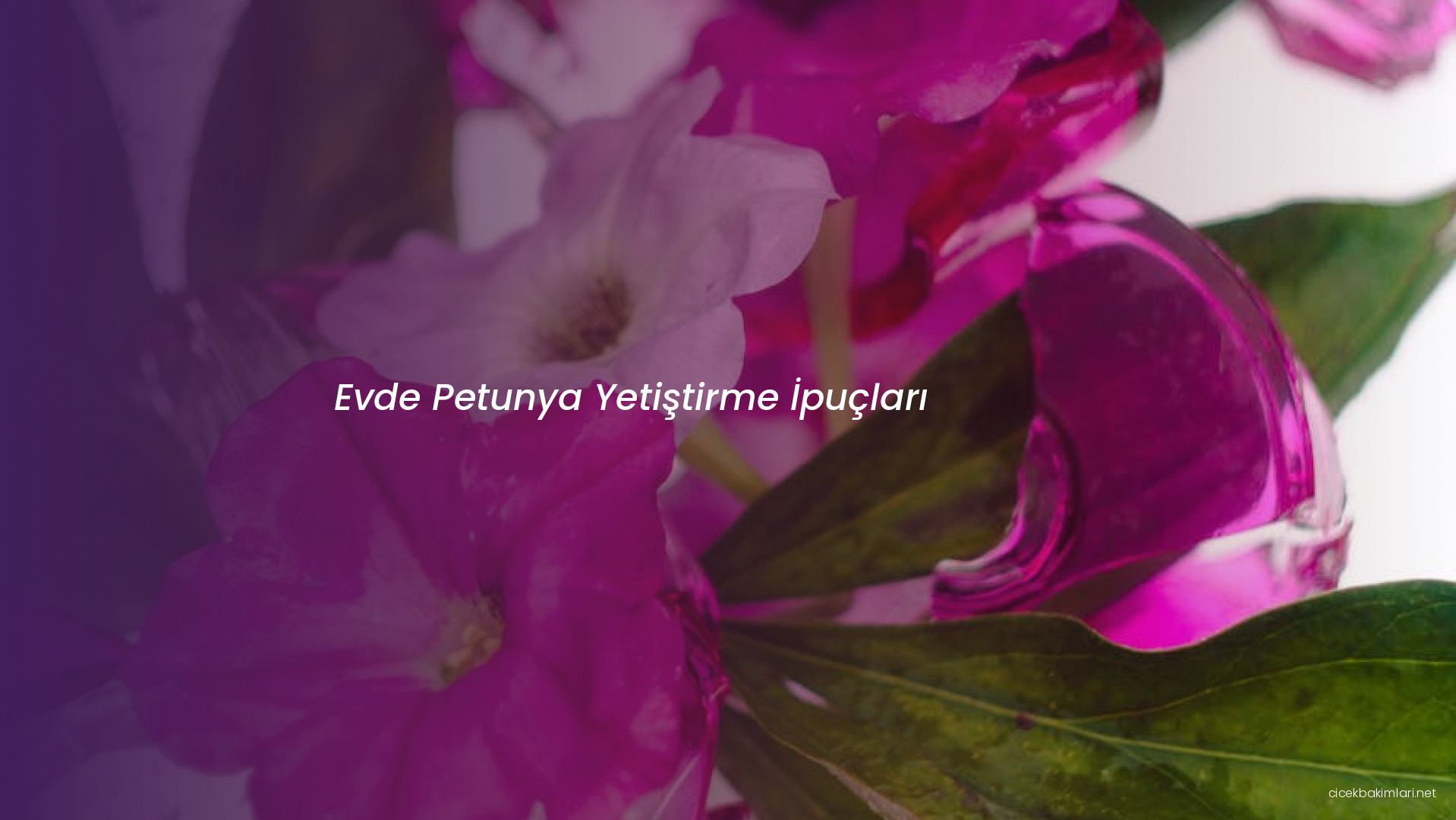 Evde Petunya Yetiştirme İpuçları