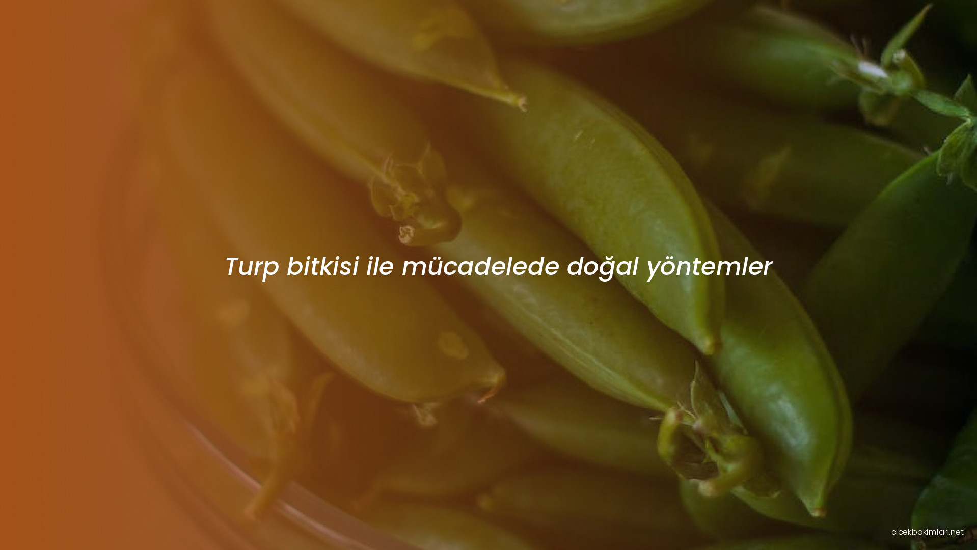 Turp bitkisi ile mücadelede doğal yöntemler
