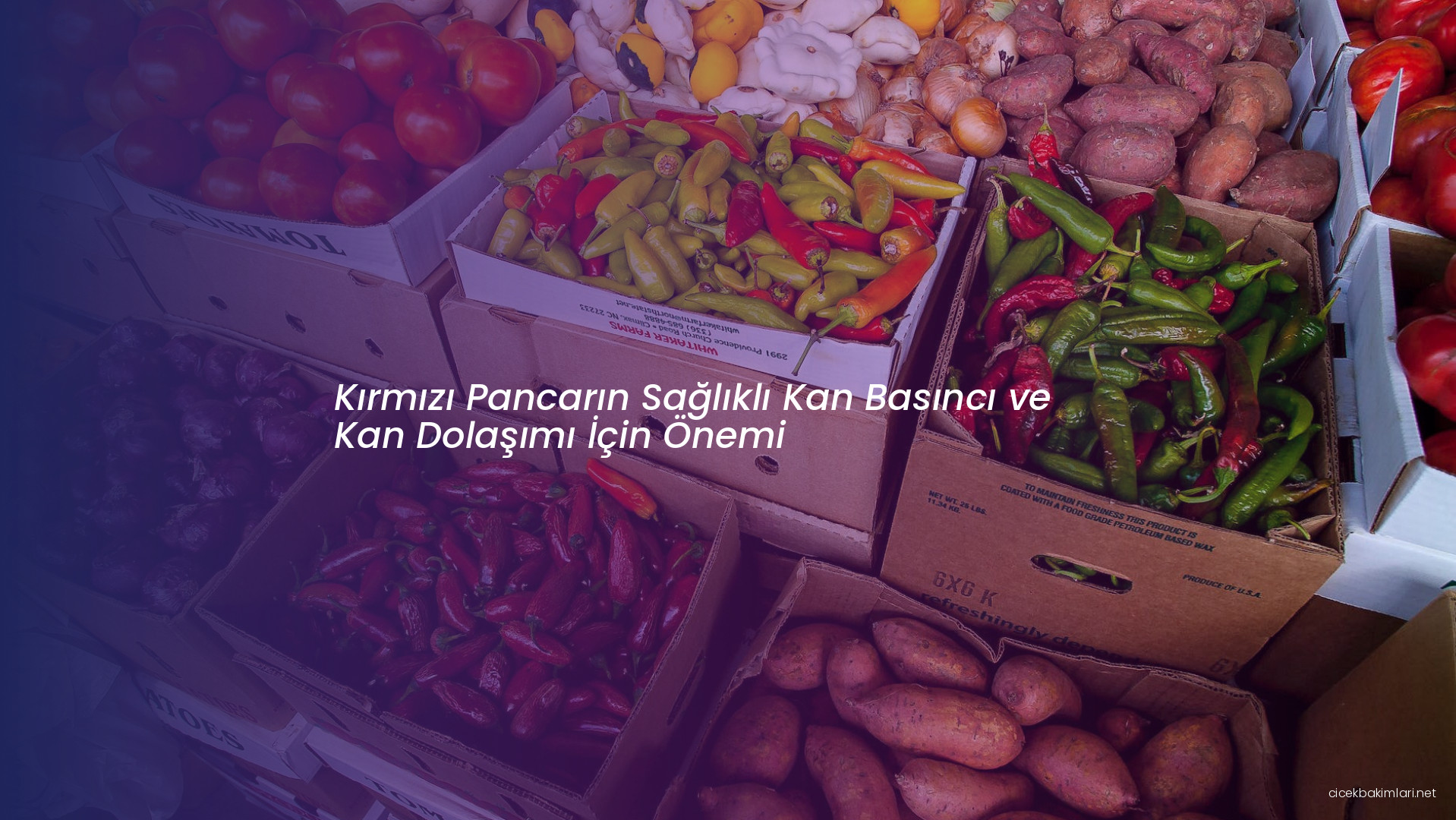 Kırmızı Pancarın Sağlıklı Kan Basıncı ve Kan Dolaşımı İçin Önemi