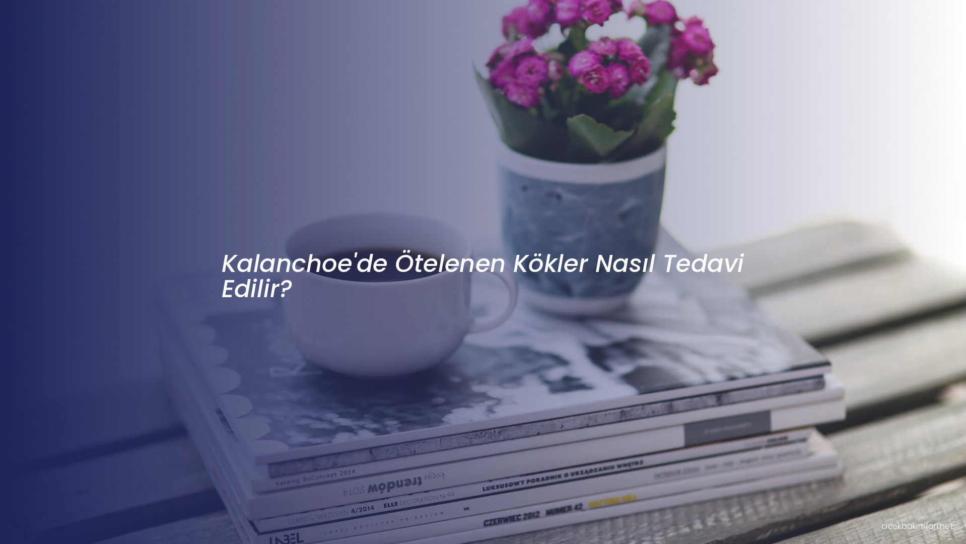 Kalanchoe'de Ötelenen Kökler Nasıl Tedavi Edilir?