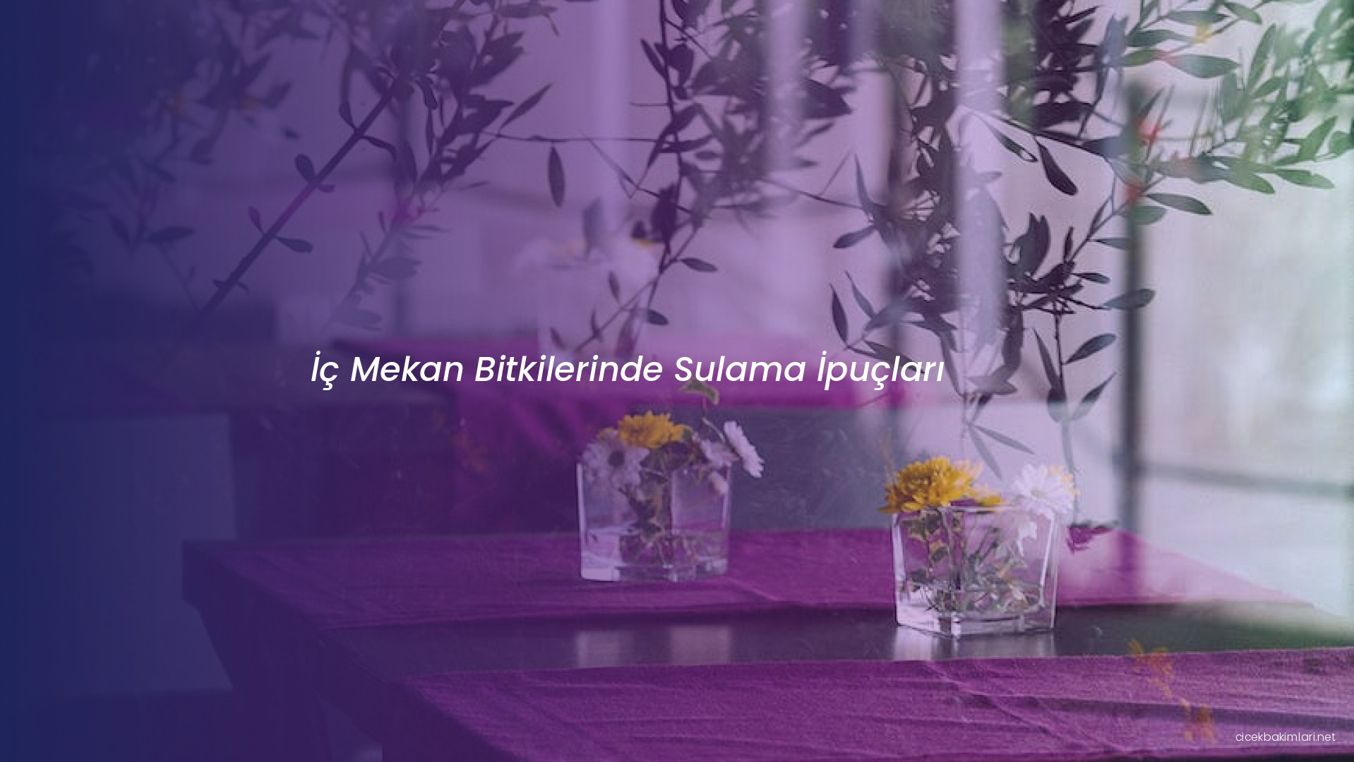 İç Mekan Bitkilerinde Sulama İpuçları