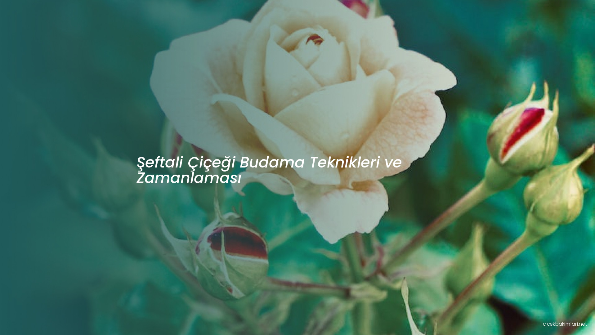 Şeftali Çiçeği Budama Teknikleri ve Zamanlaması