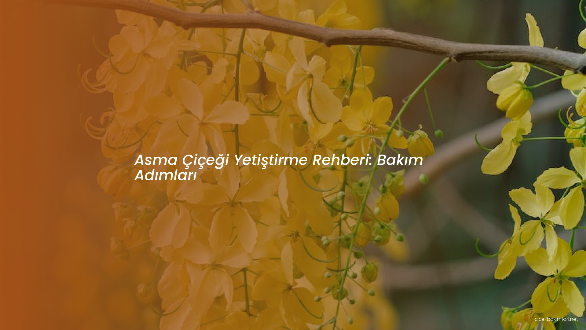 Asma Çiçeği Yetiştirme Rehberi: Bakım Adımları