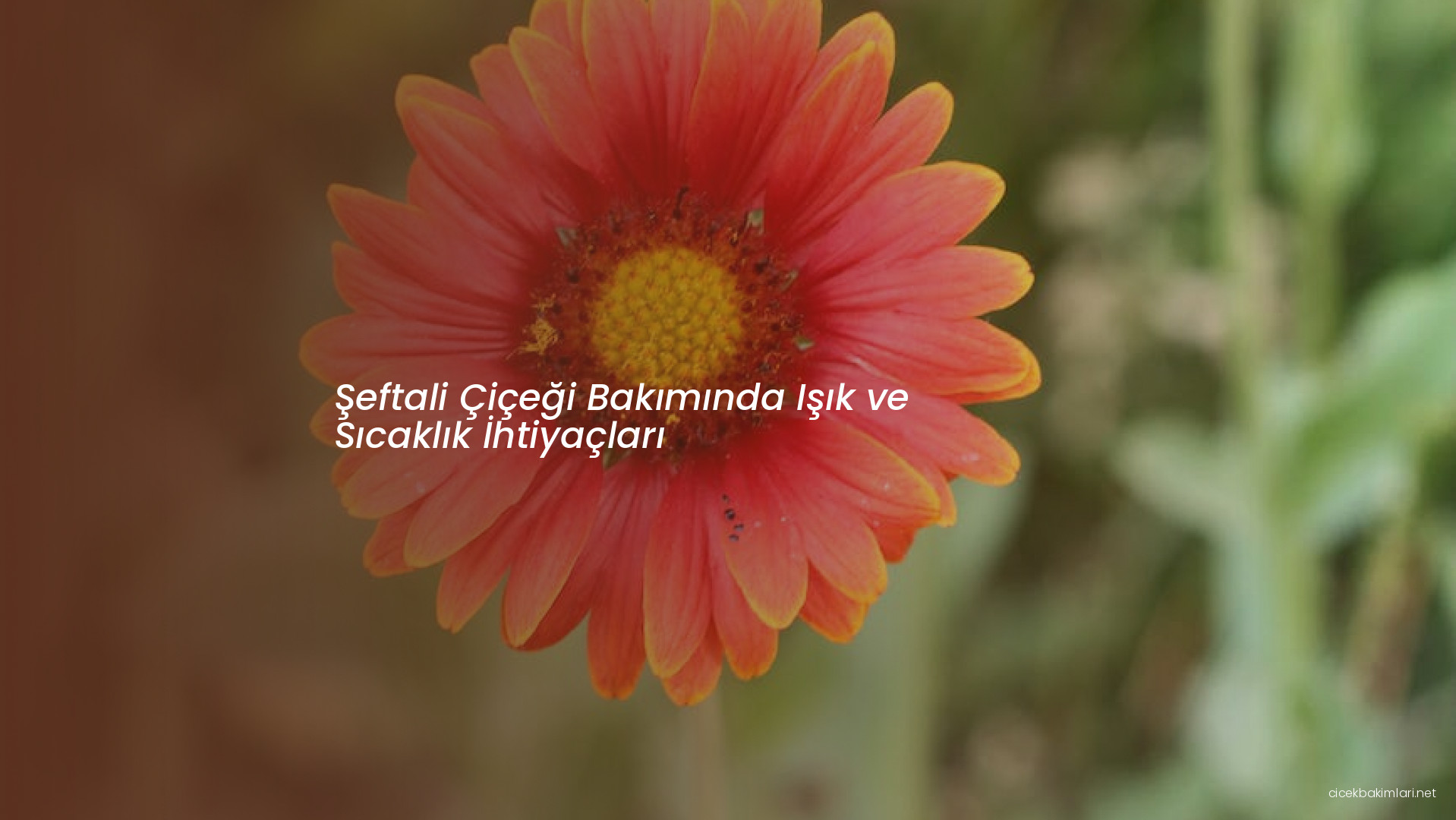 Şeftali Çiçeği Bakımında Işık ve Sıcaklık İhtiyaçları