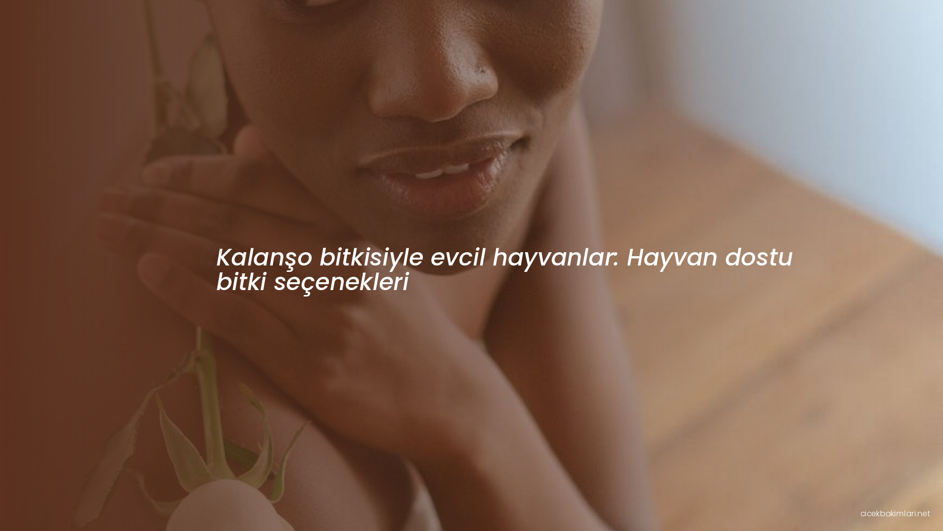 Kalanşo bitkisiyle evcil hayvanlar: Hayvan dostu bitki seçenekleri