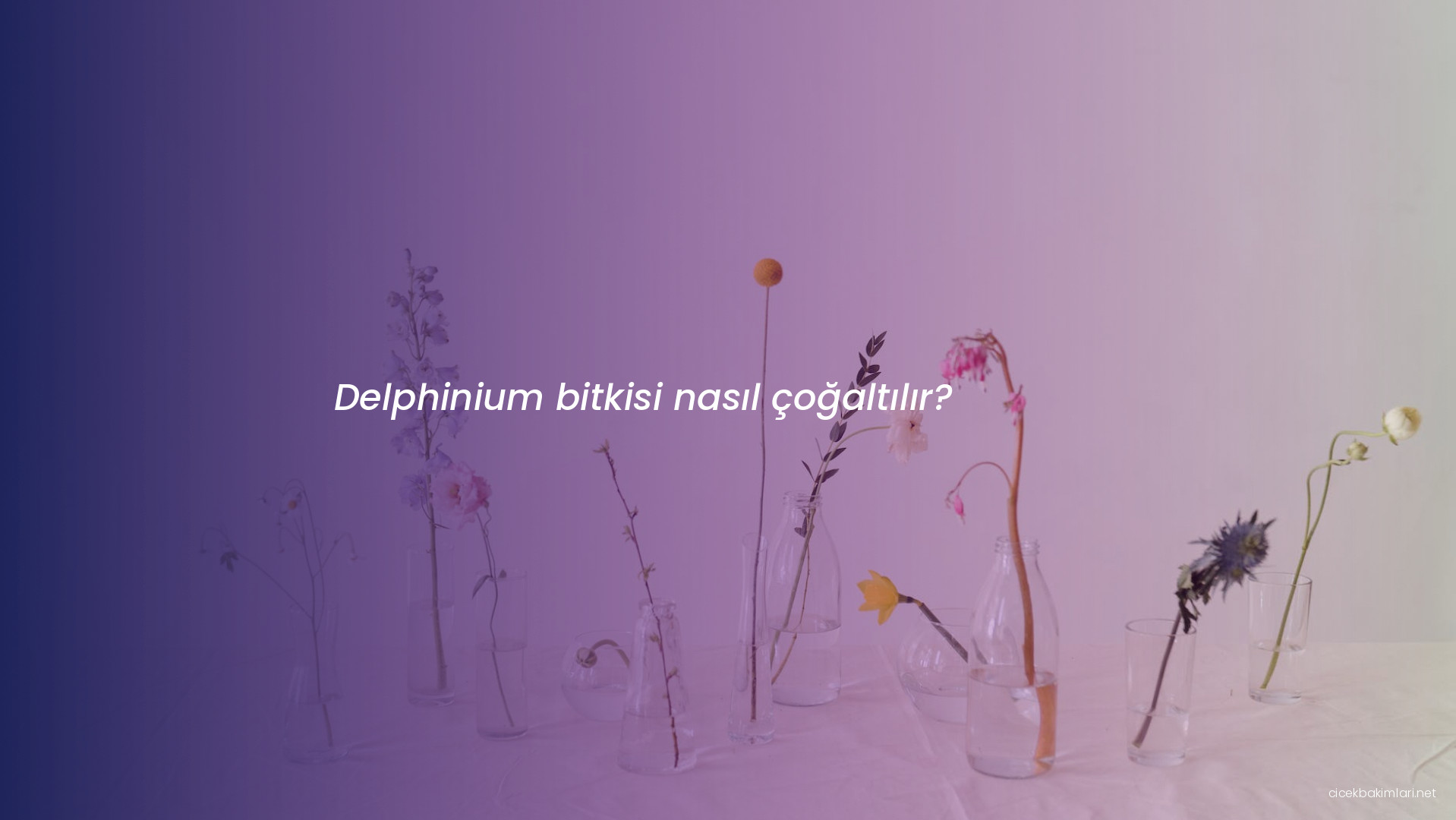 Delphinium bitkisi nasıl çoğaltılır?